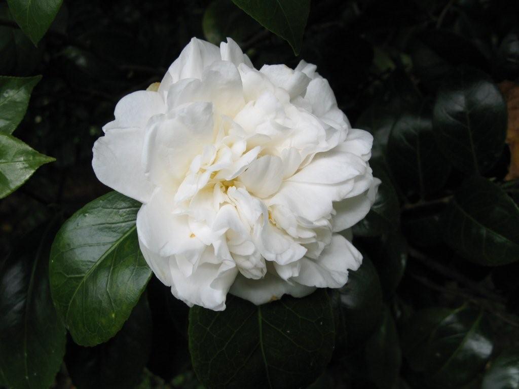 Desconhecida