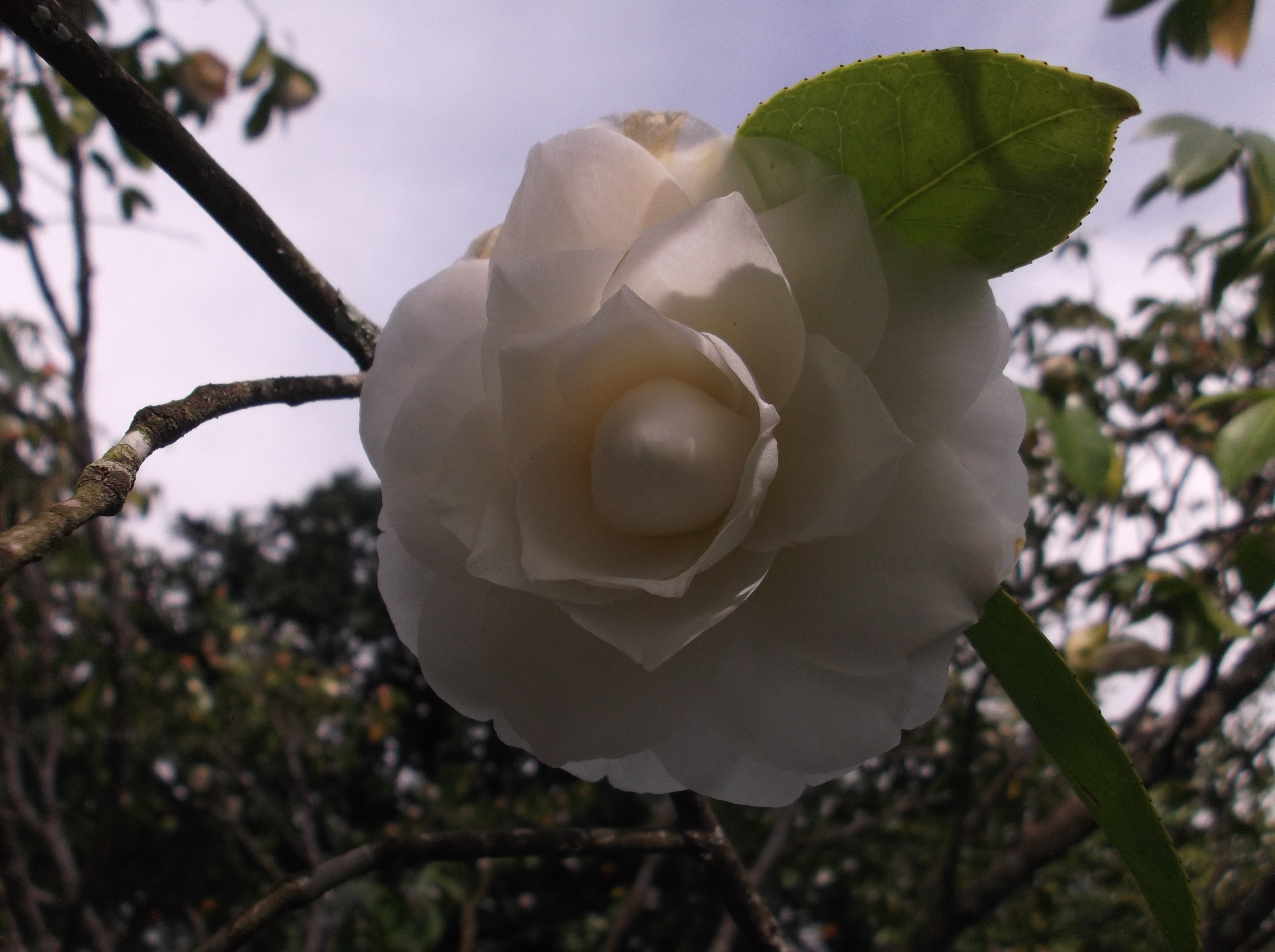 K. Sawada