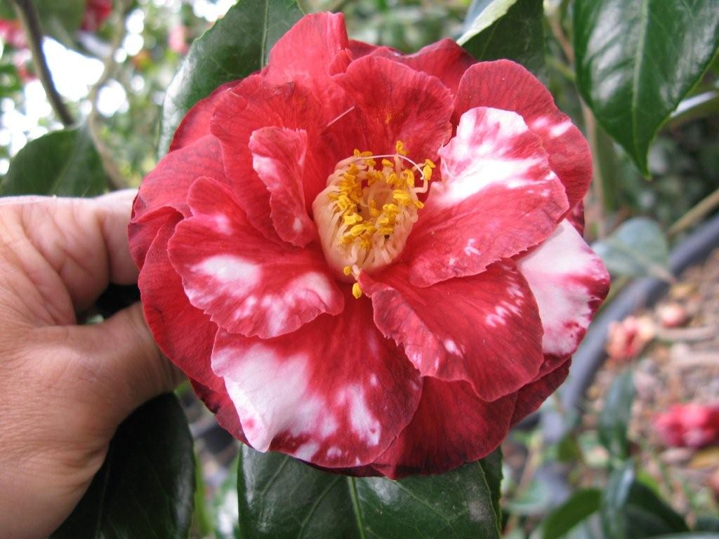 Katie Variegated