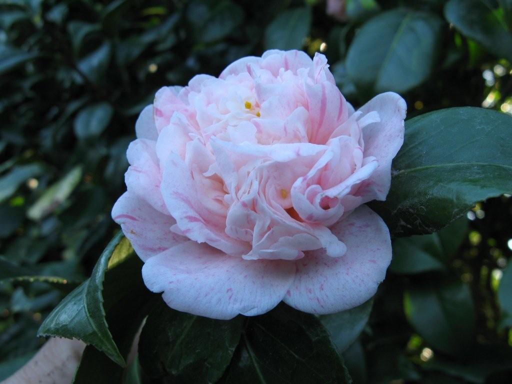 Laura Walker Variegated