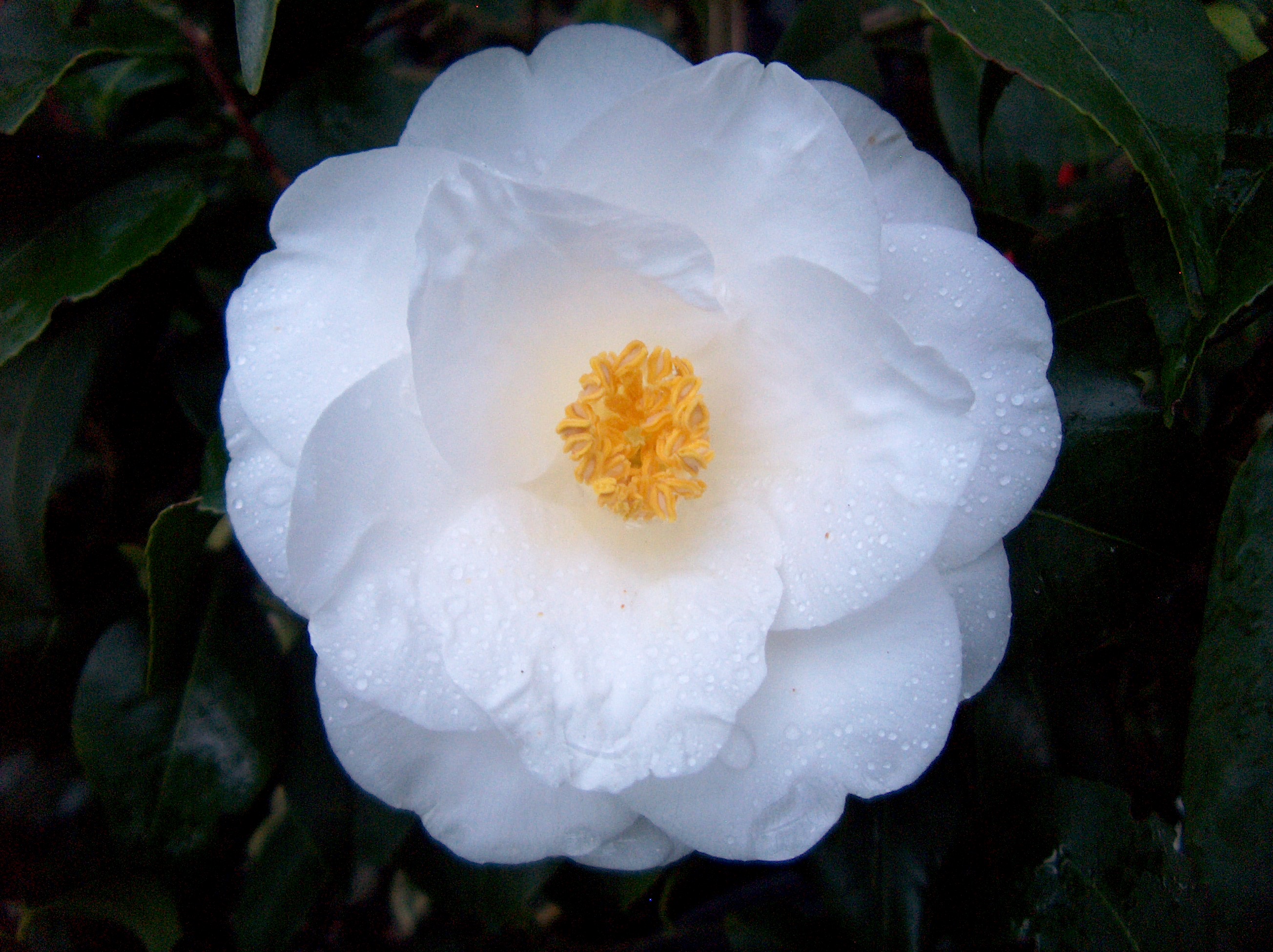Leucantha