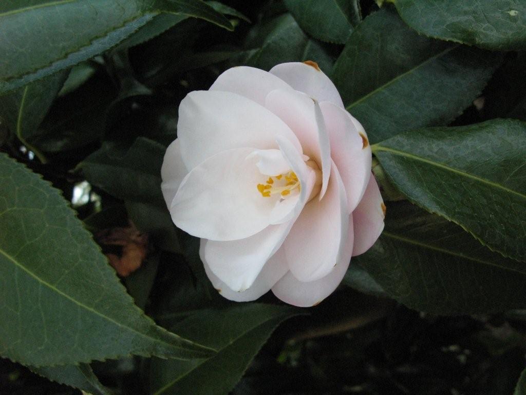 Lillian Ricketts