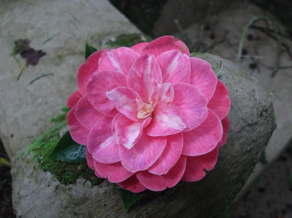 Luigia Balossi