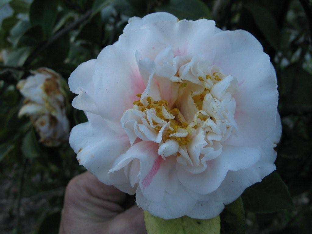 Madame Charles Blard