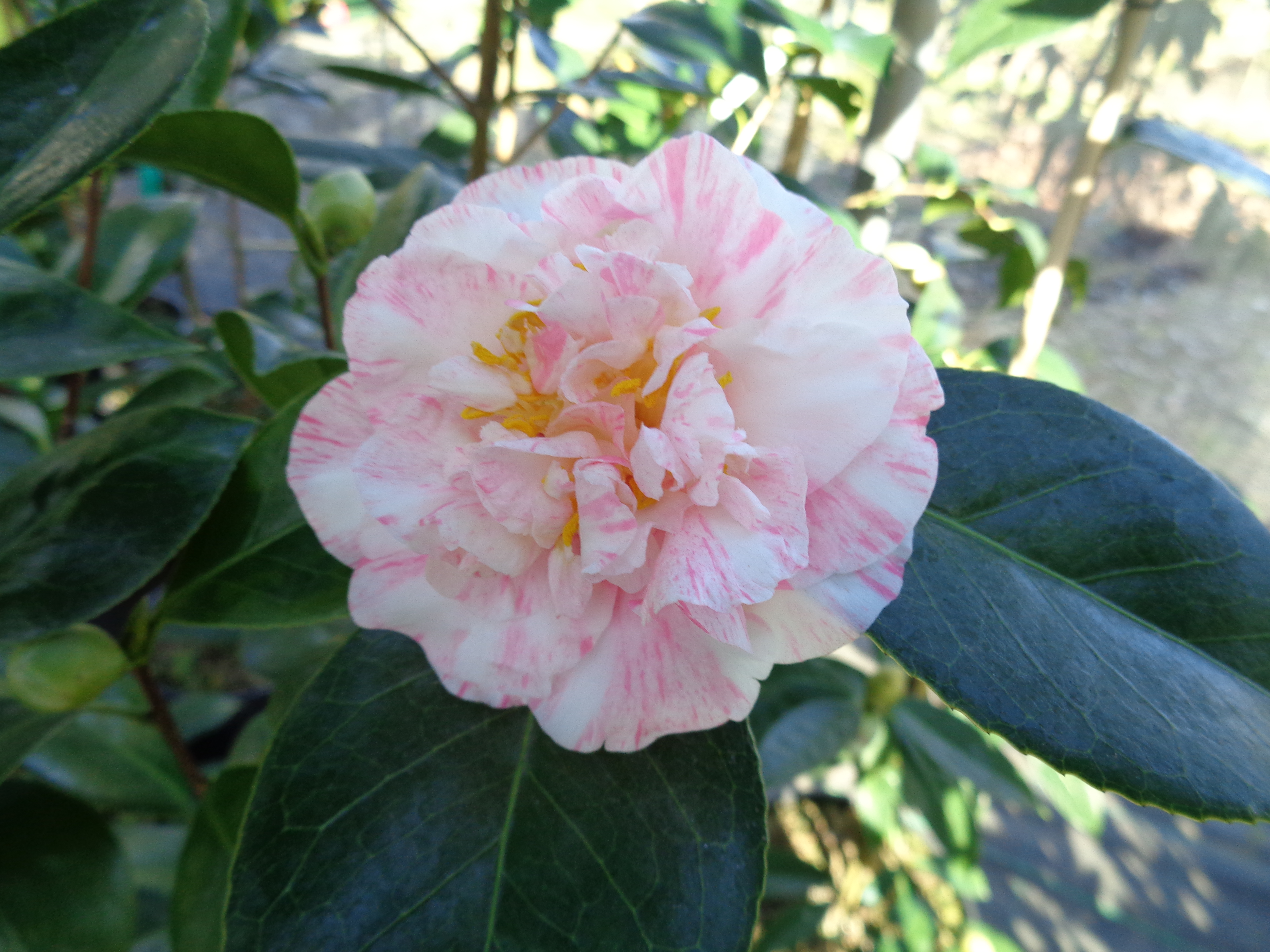 Marchesa Carega