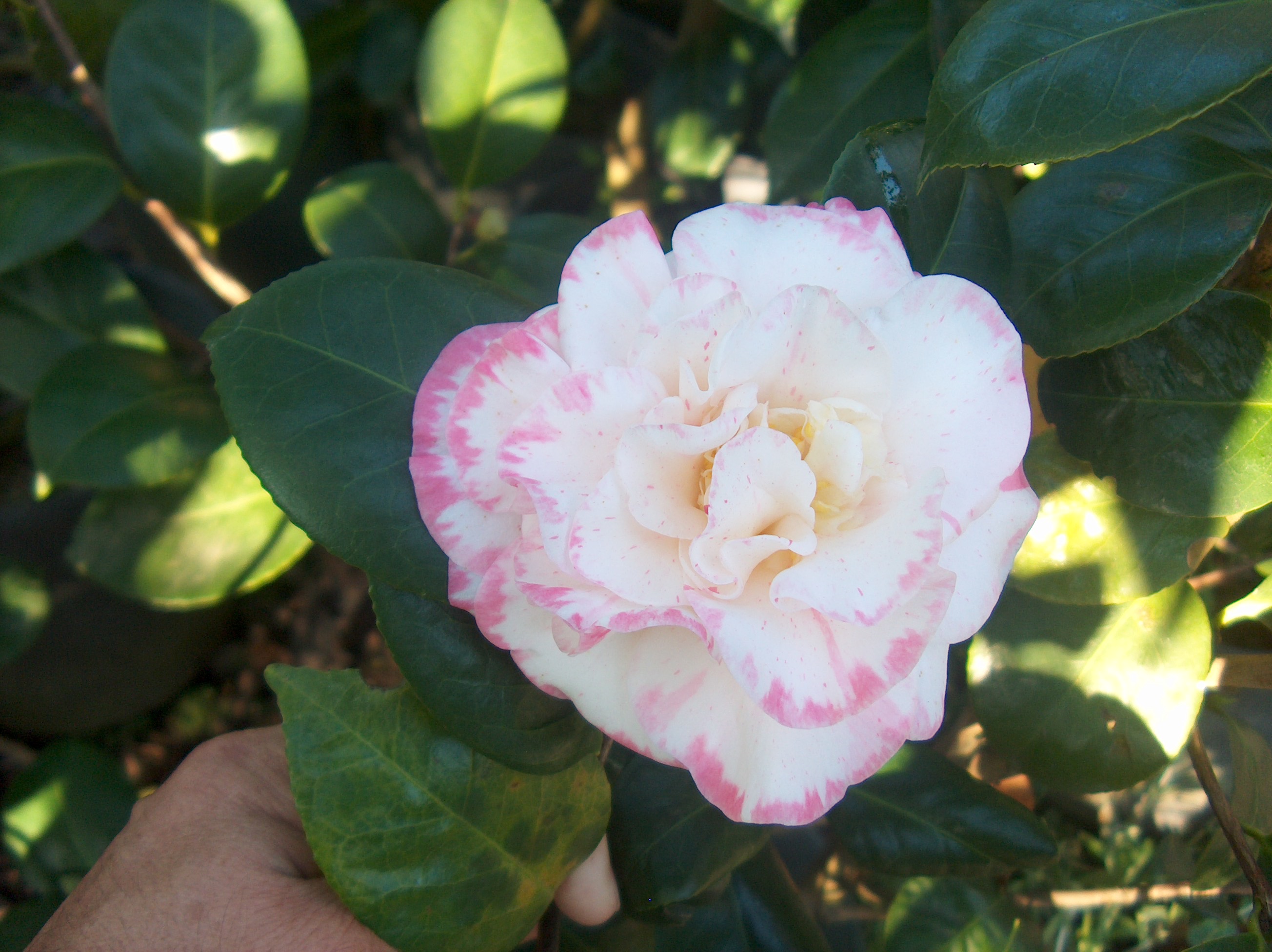 Margaret Davis Pecotee