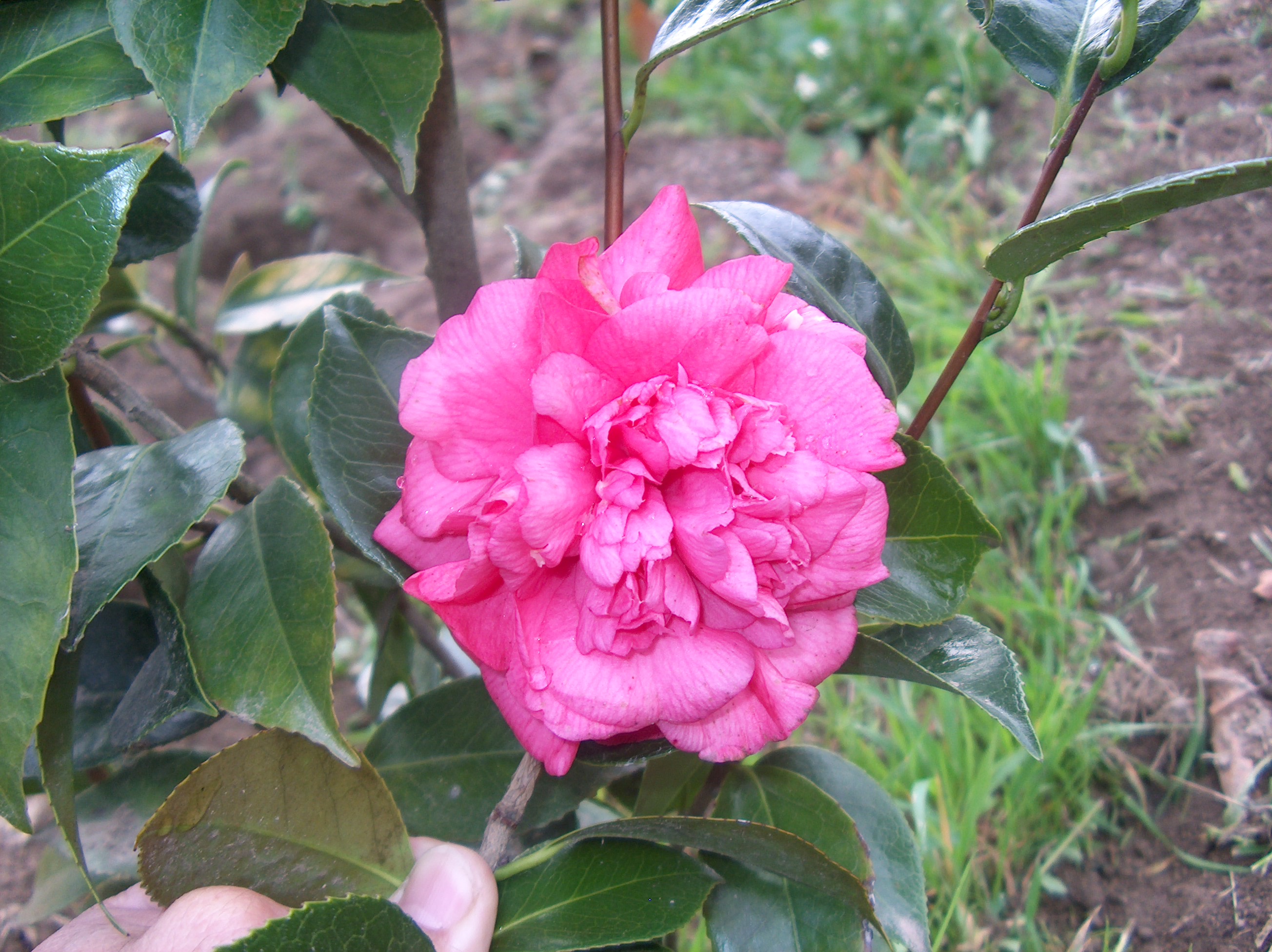 Margherita di Savoia