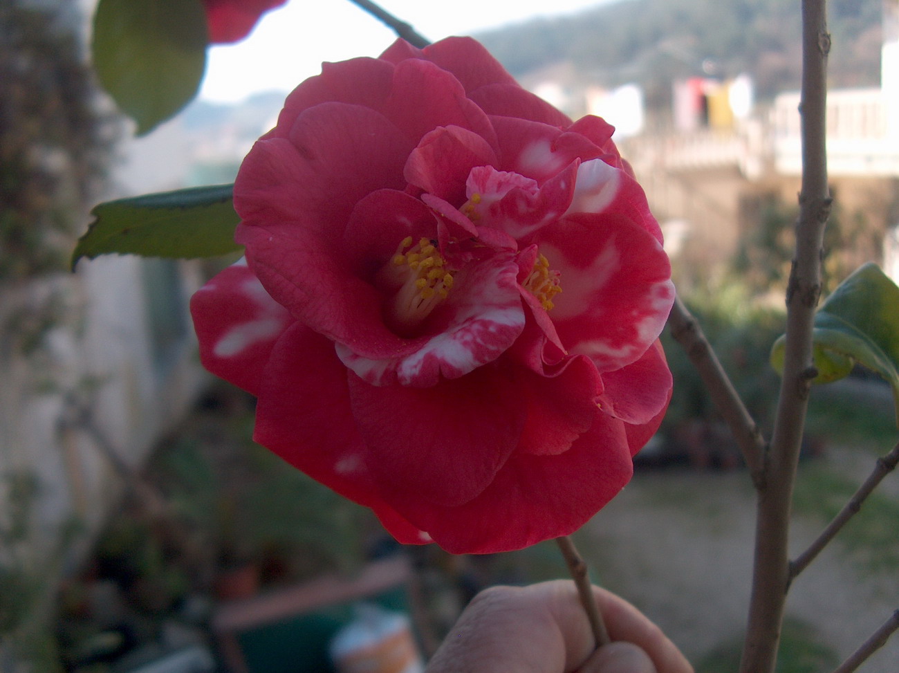 Marie Mackall Variegated