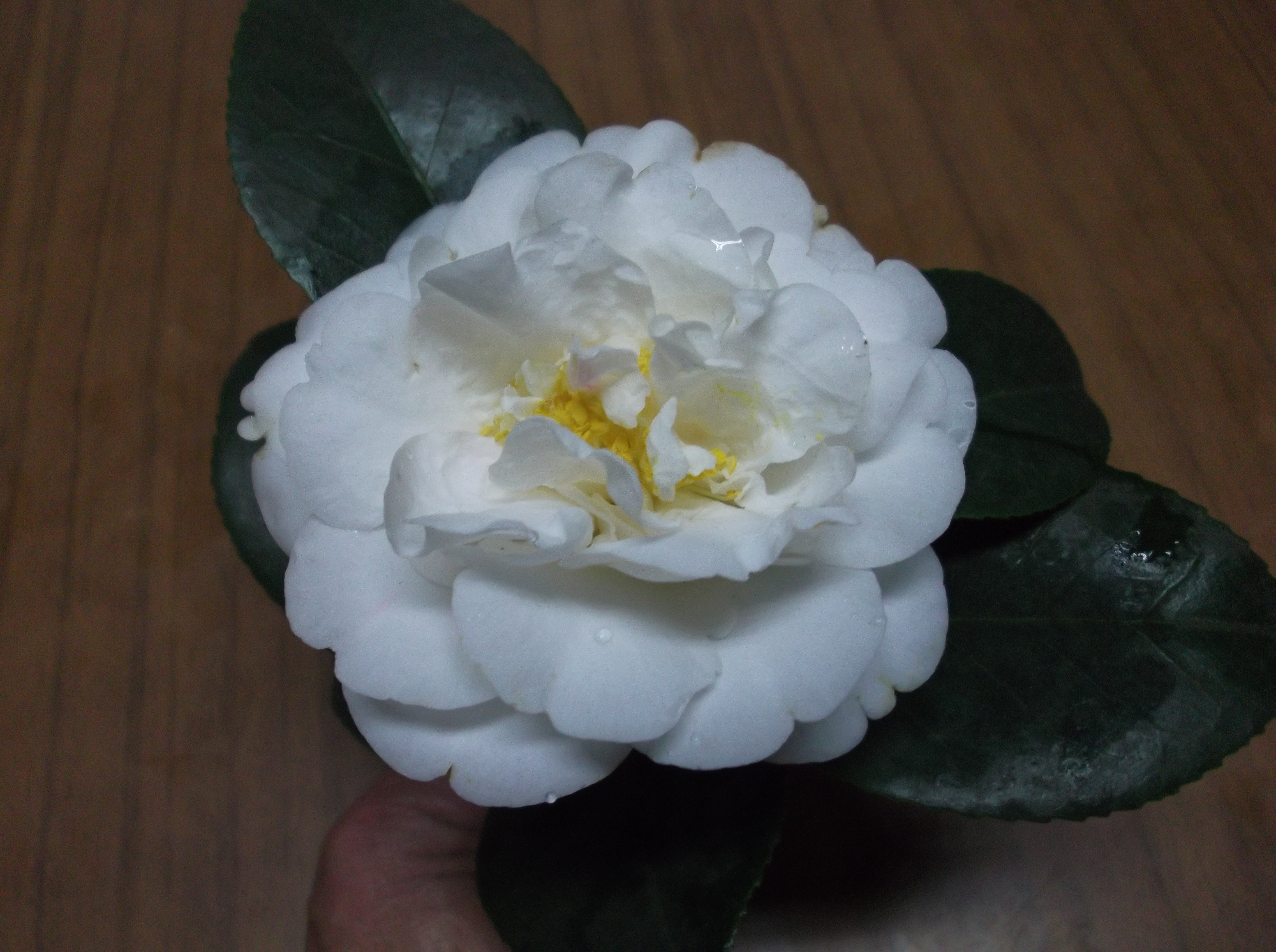 Melinde