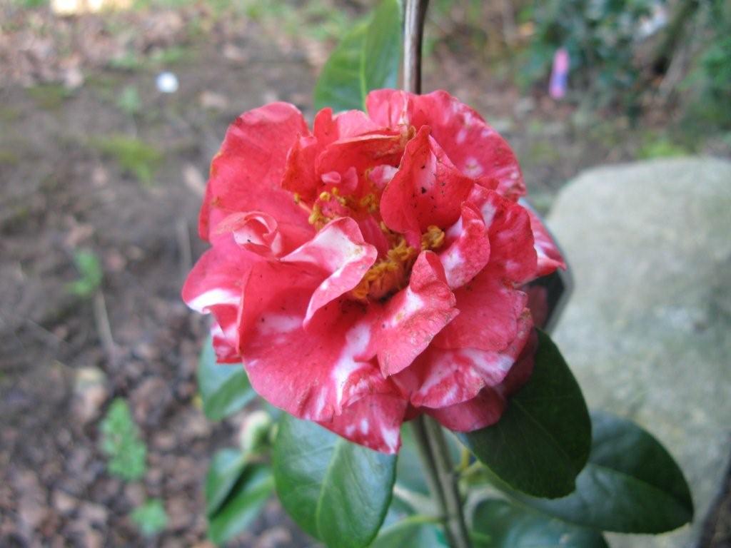 Miss Charlston Variegated