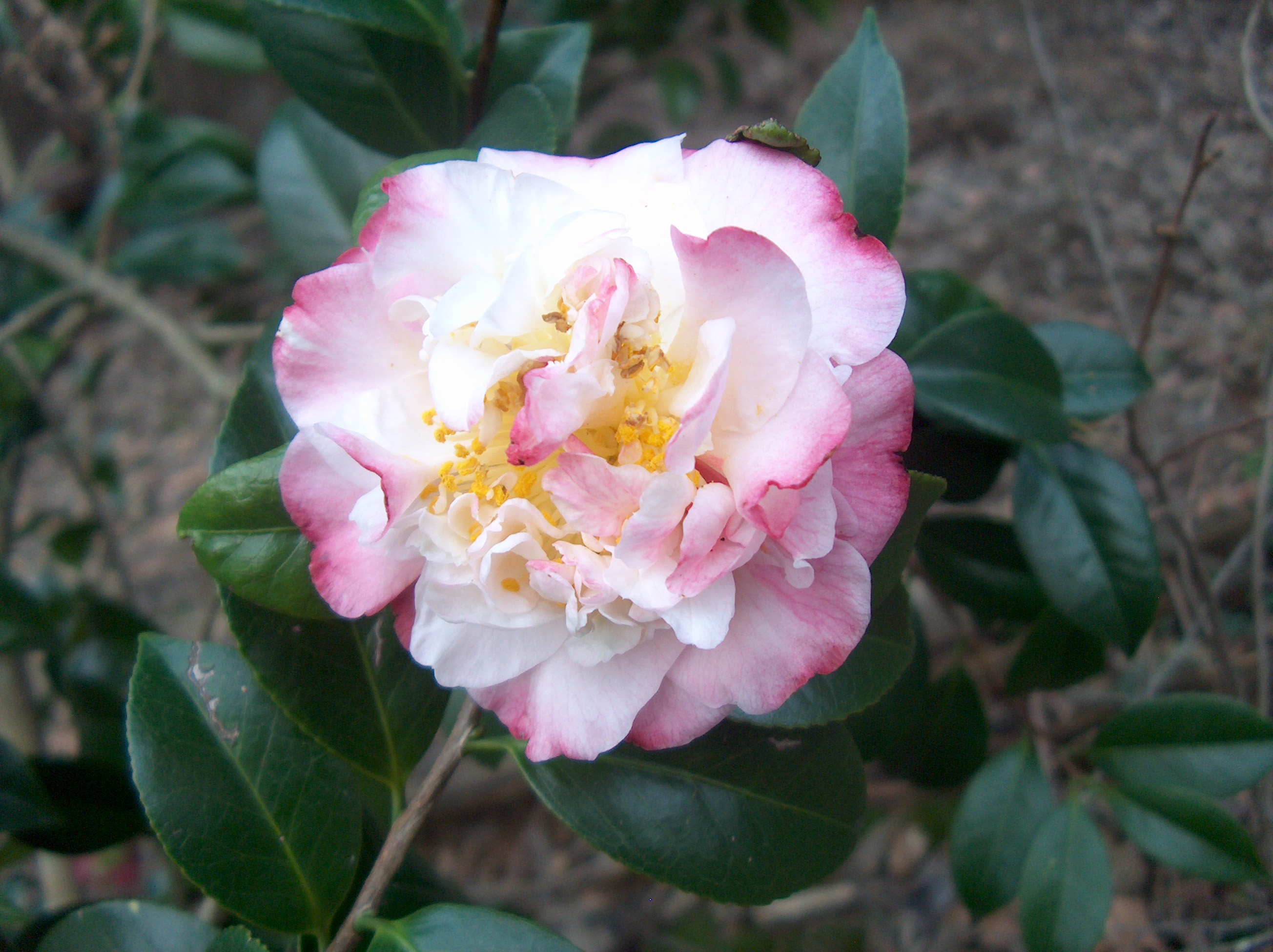 Mrs. George Bell