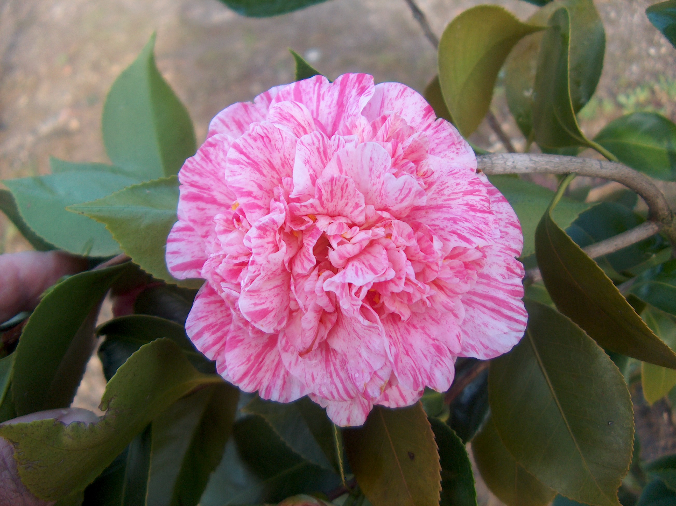 Mutabilis
