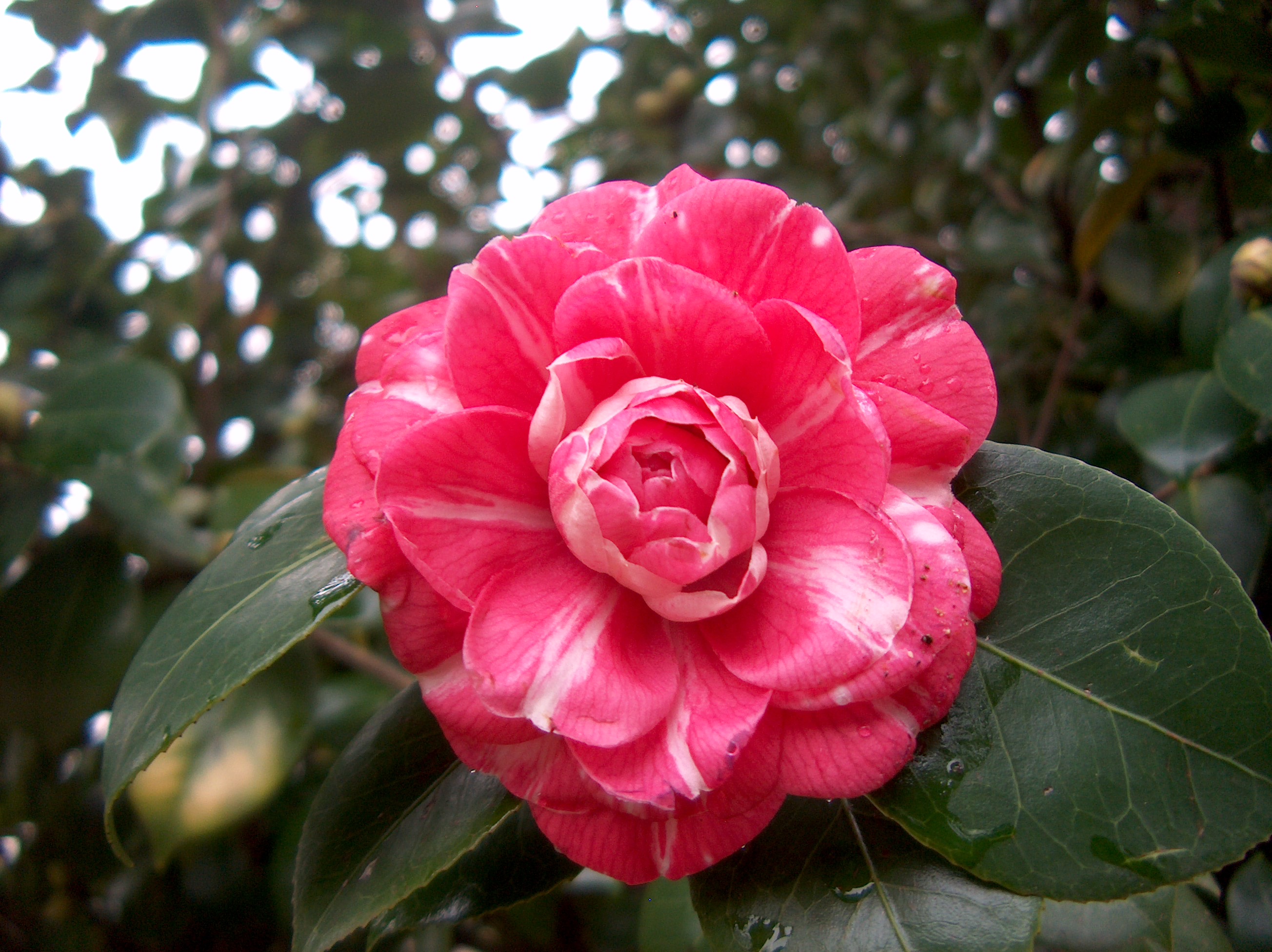 Ninfa del Tebro