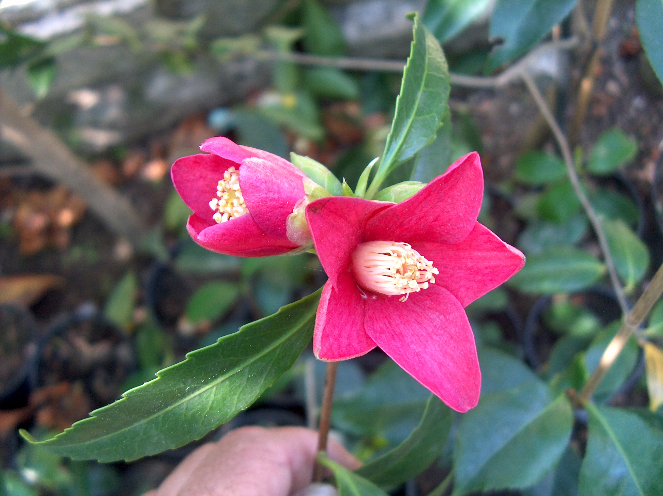 Nokogiriba- Tsubaki