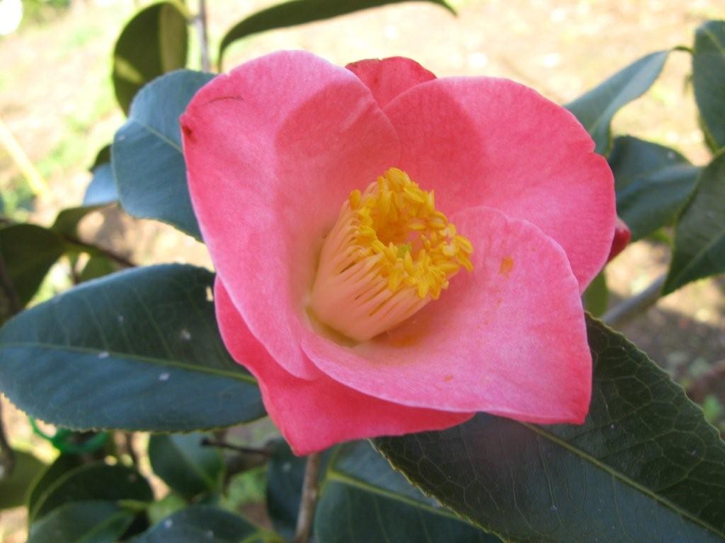 Nuccio's Carrossel