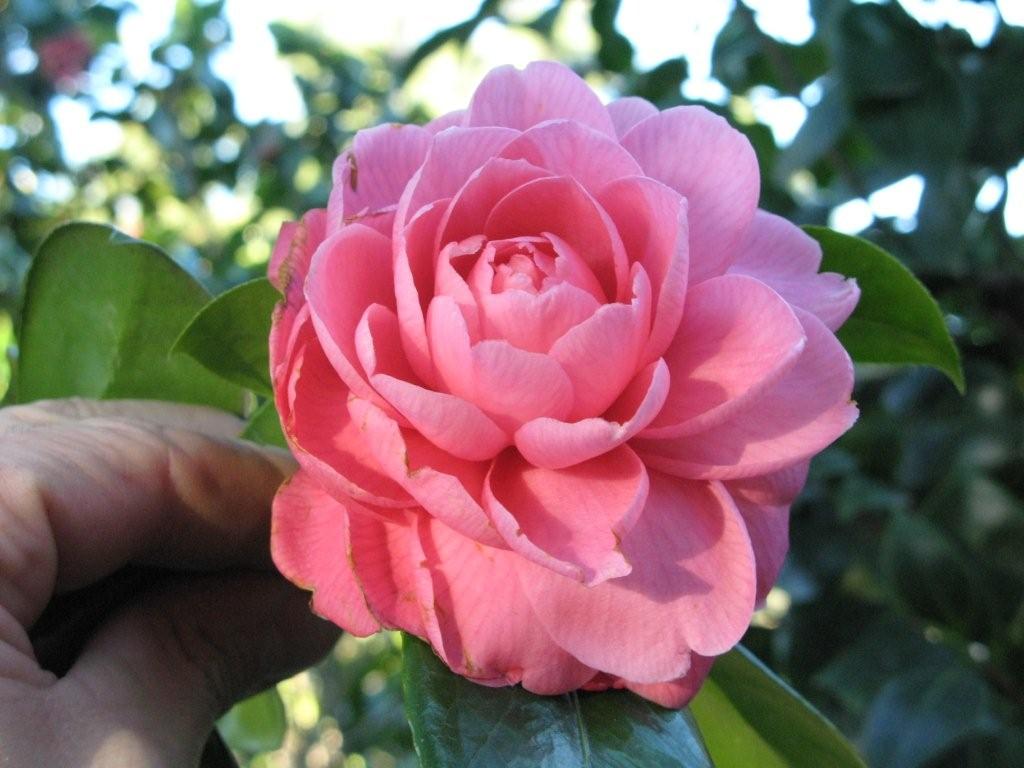Optima Rosea