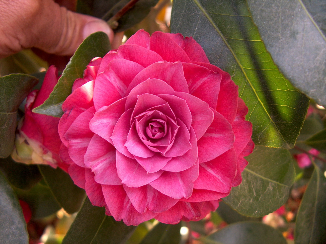 Oranda-Ko