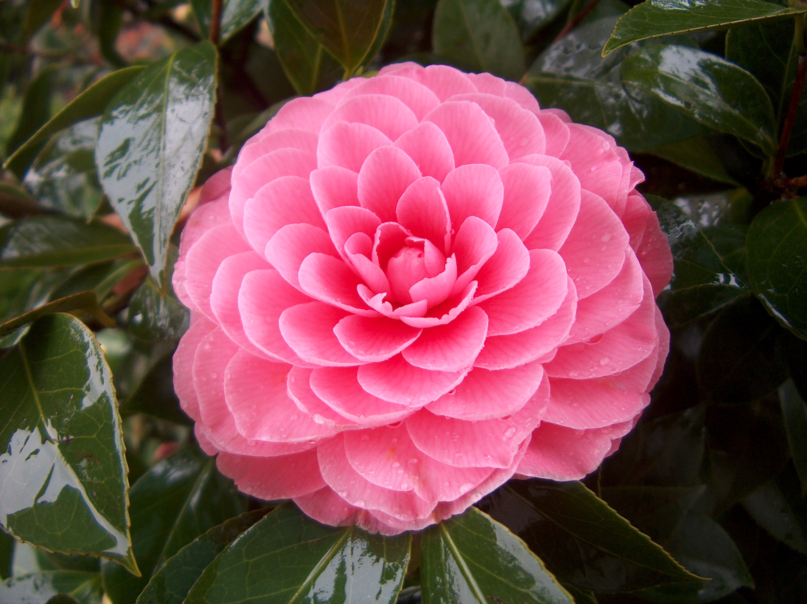 Pink Spiral