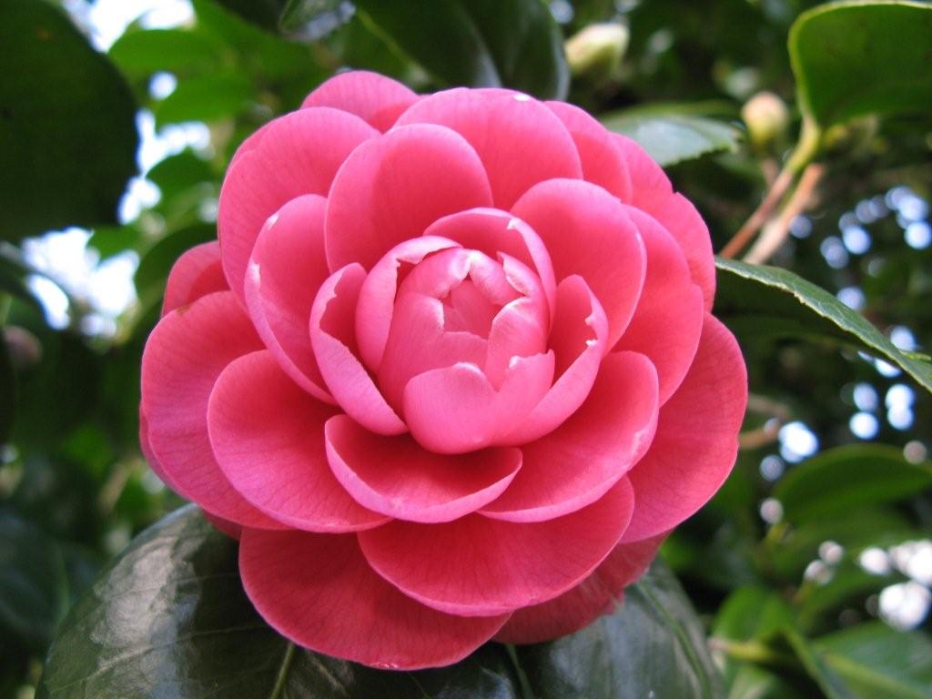 Perfecta Maculata