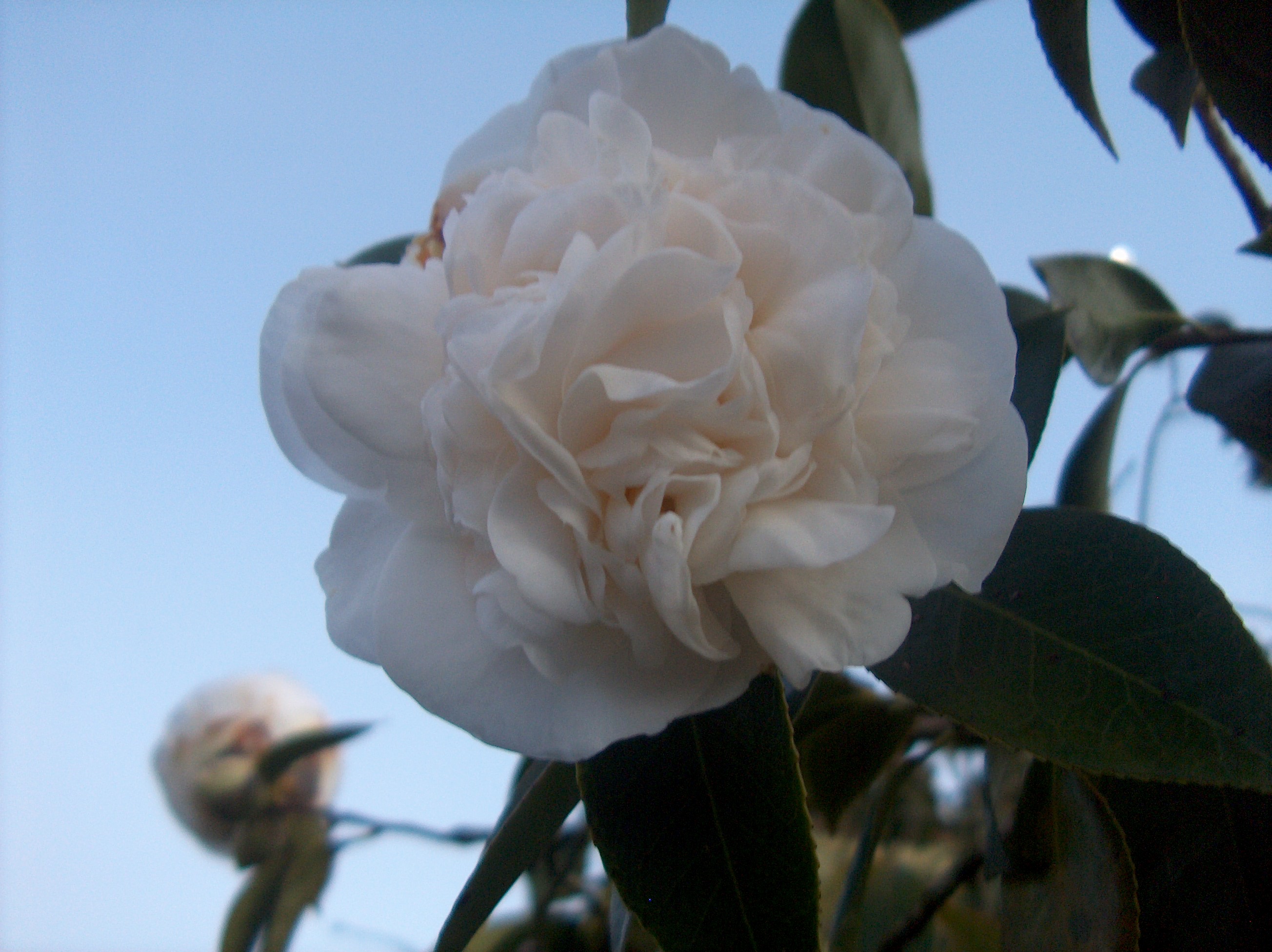 Pomponia Alba