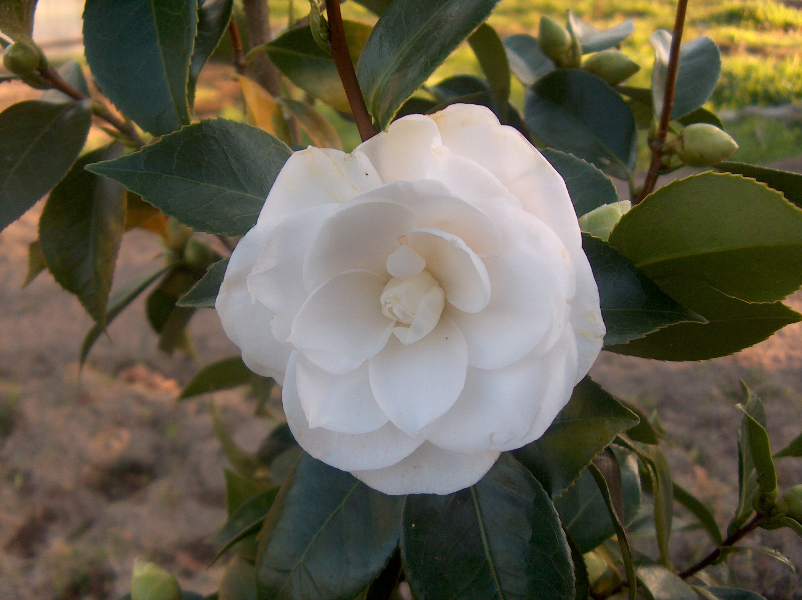 Purity