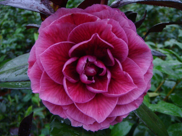 Red Leaf Bella