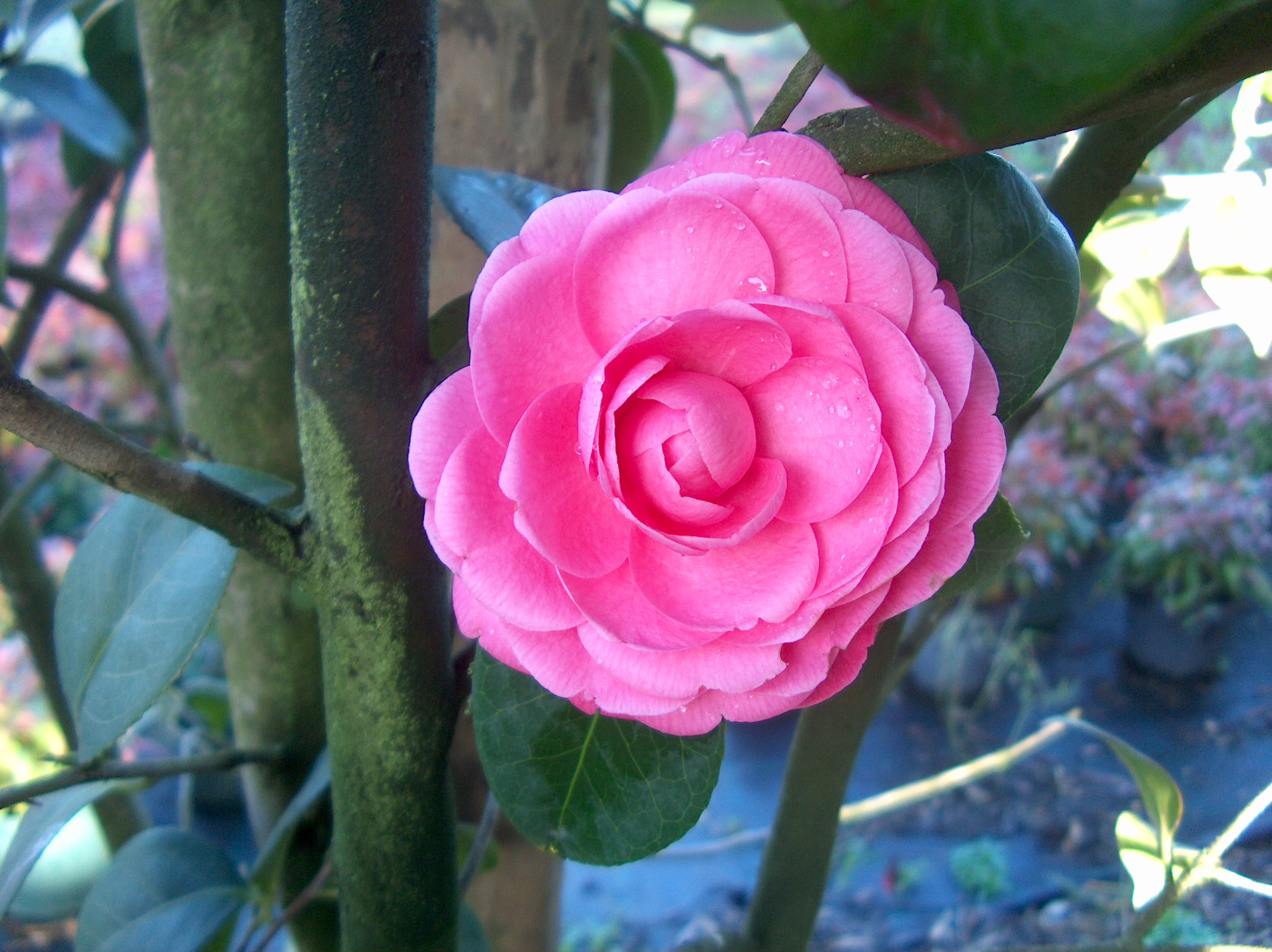 Red Réd Rose