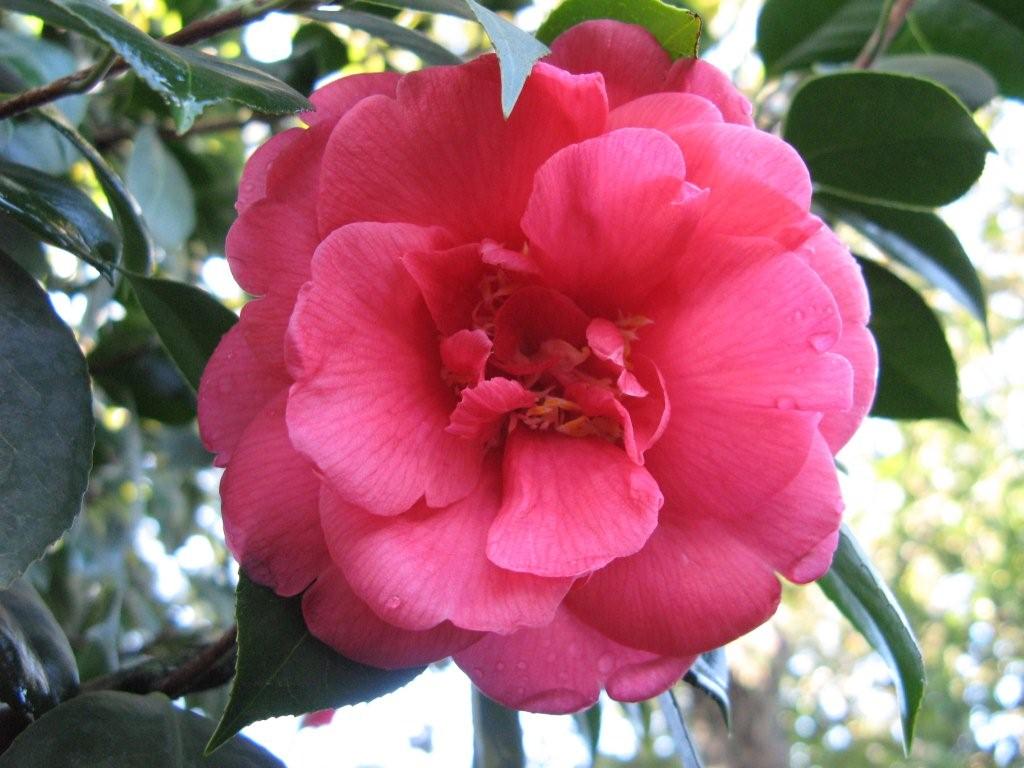 Rose Parade