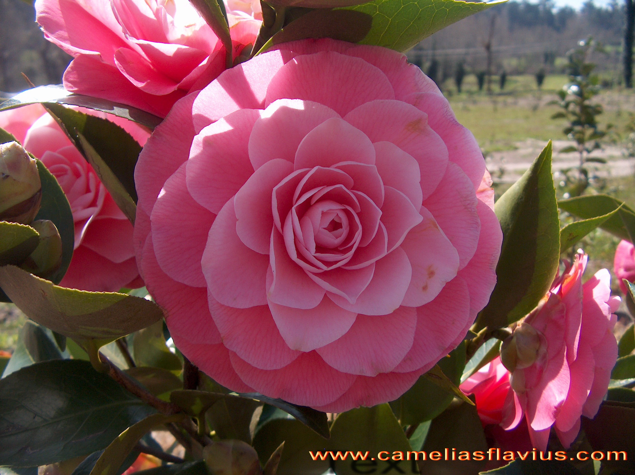 Rosea Plena