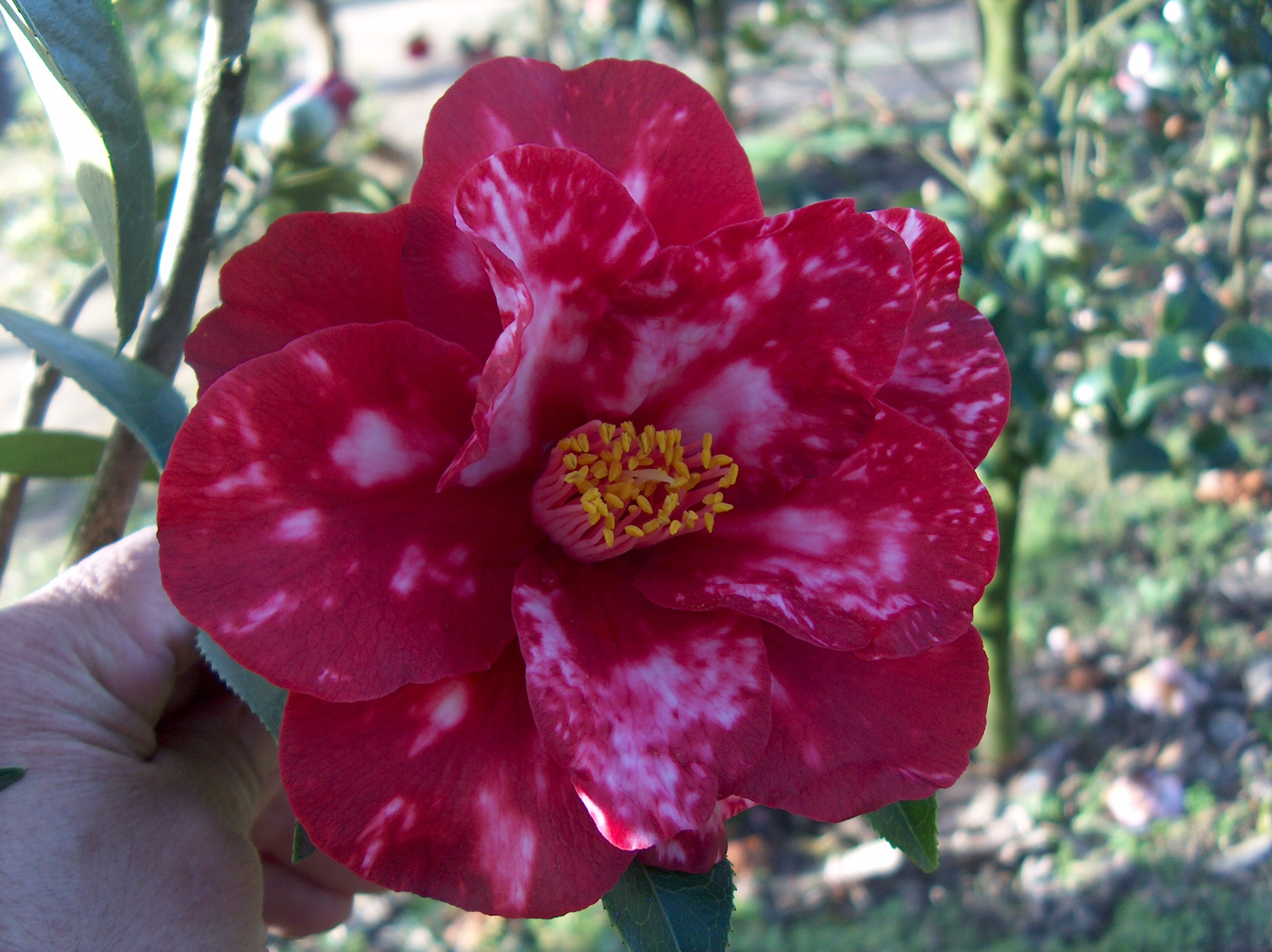 Royal Velvet Variegated