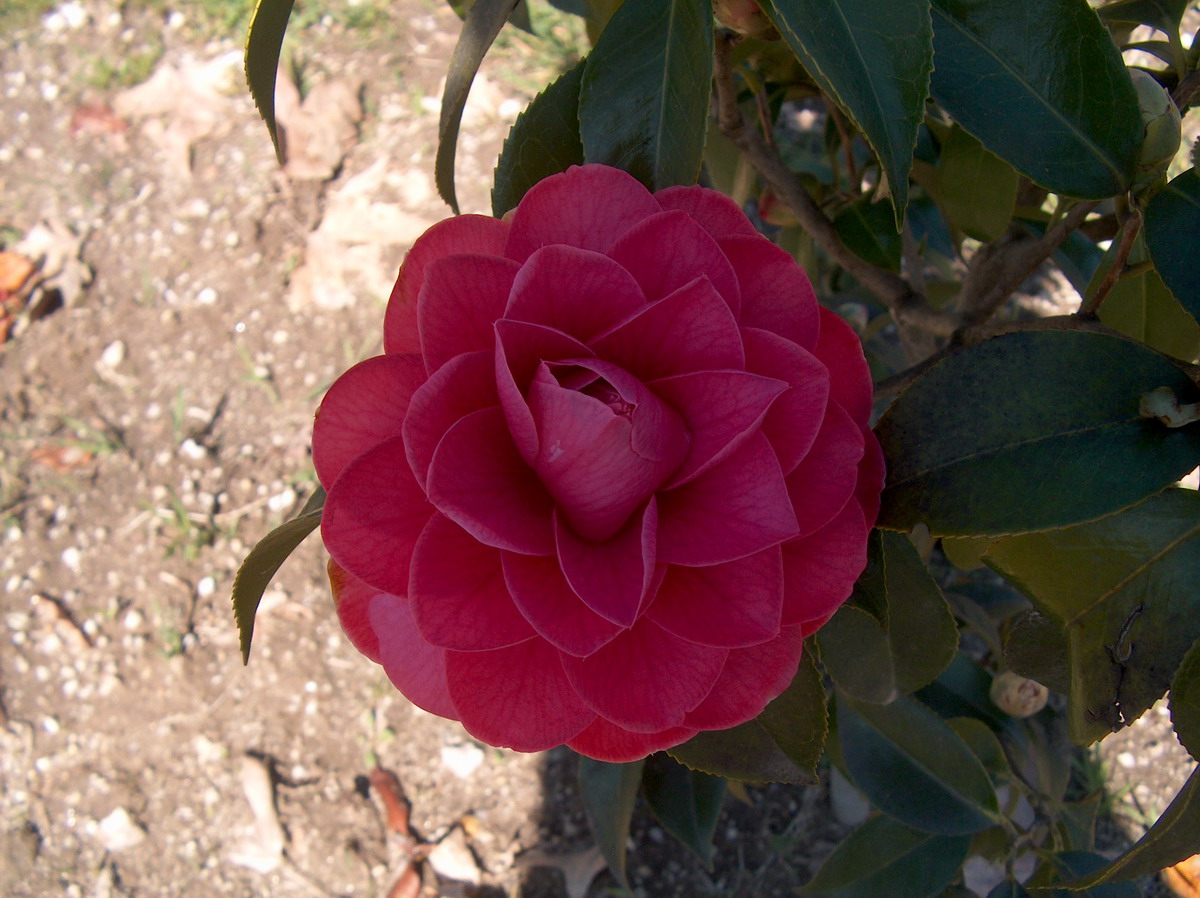 Rubescens Maior
