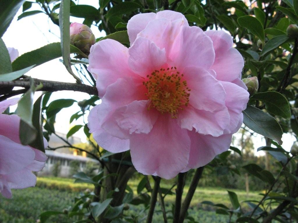 Sato-no-aki