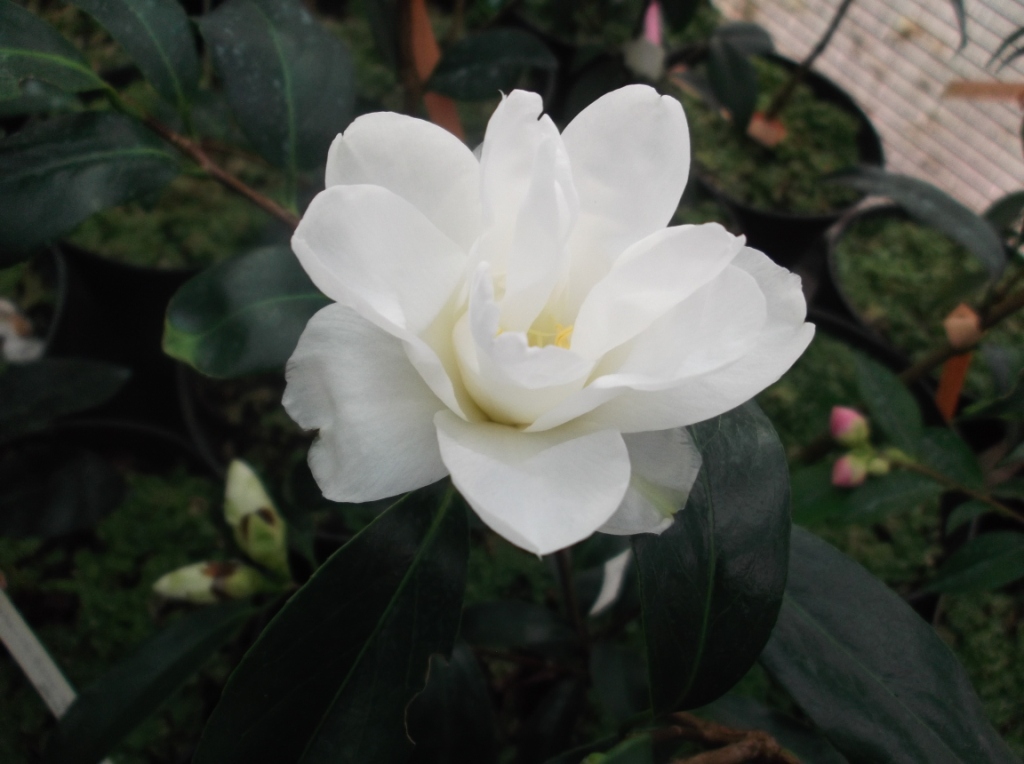 Shiro-kujaku