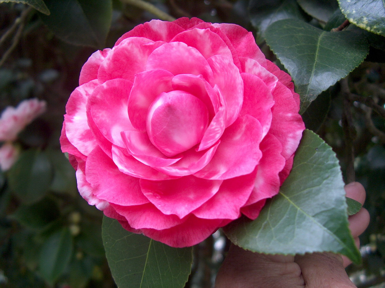 Sport da Bonomiana Rosa
