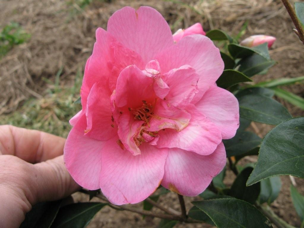 Spring Promise