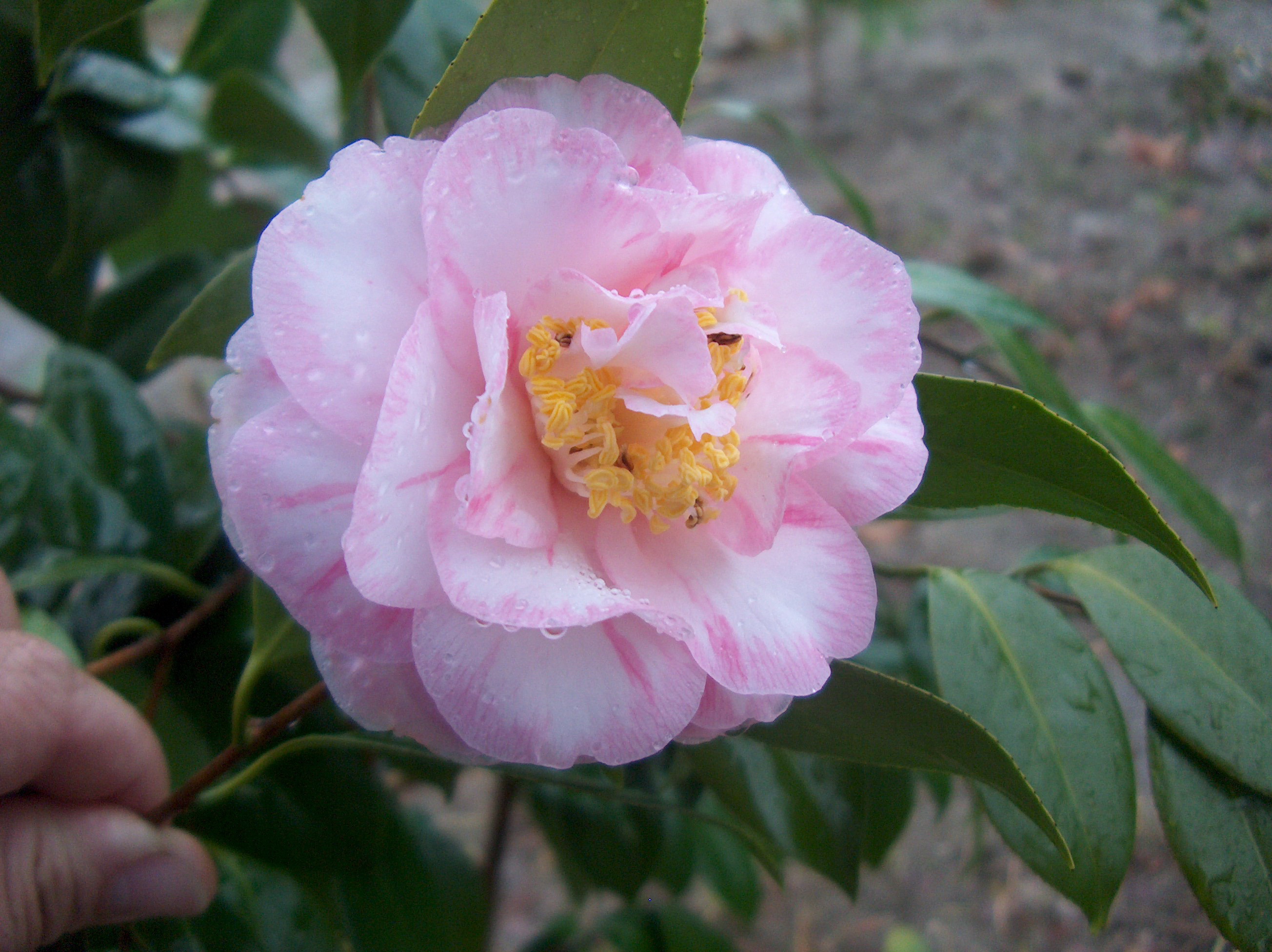 Spring Sonnet