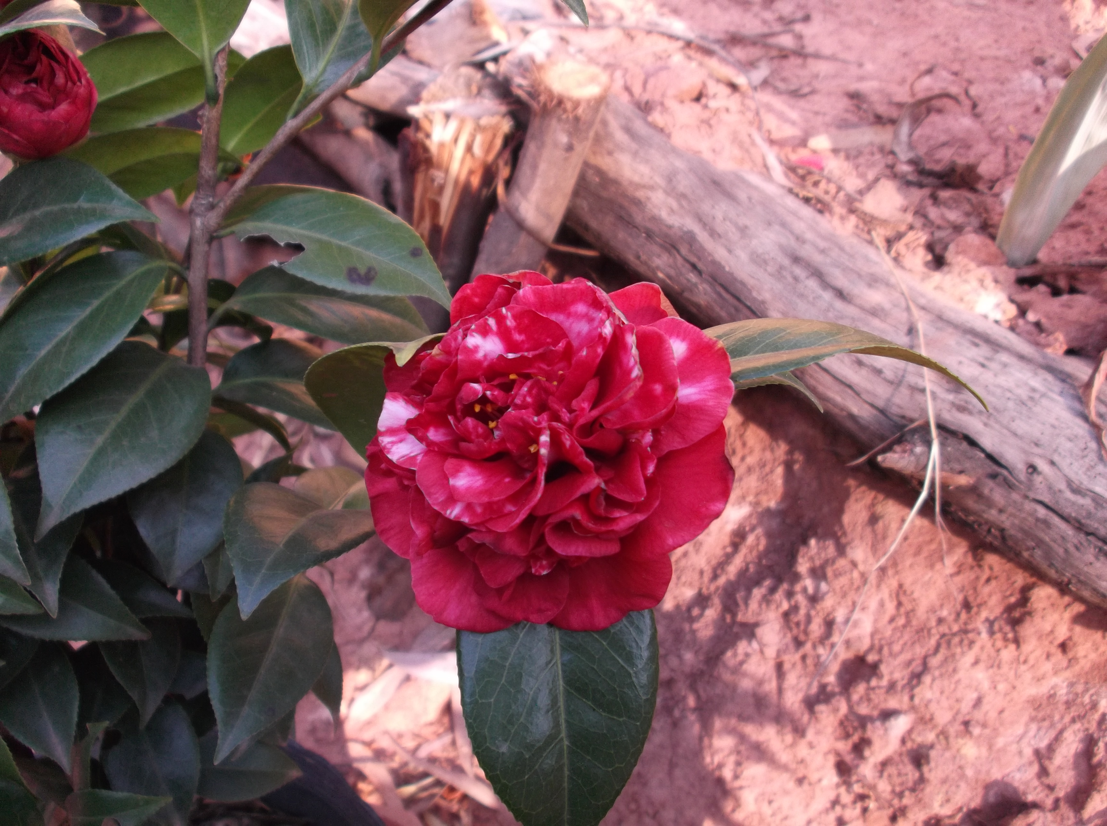 Takanini var.