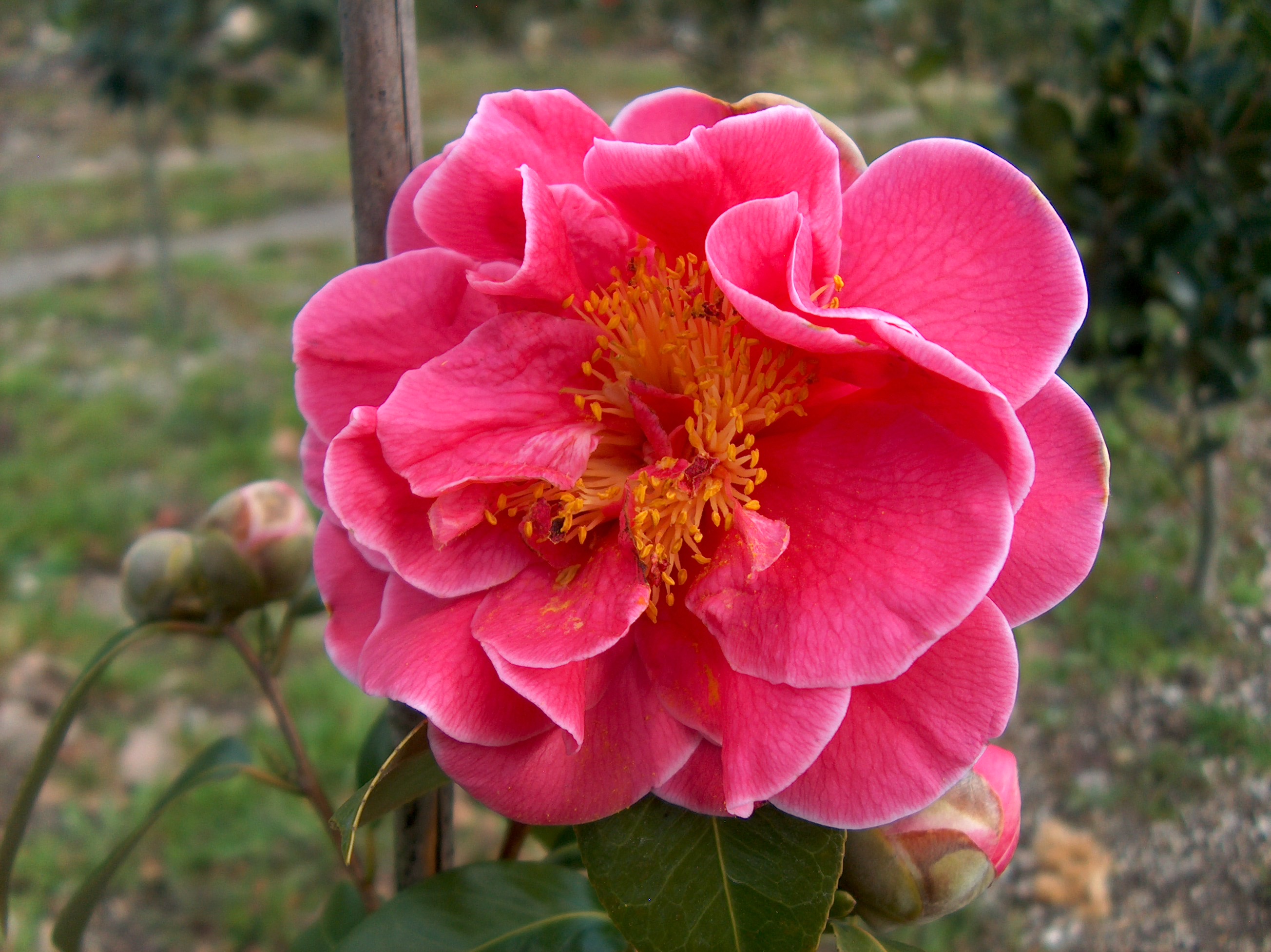 Tama Beauty