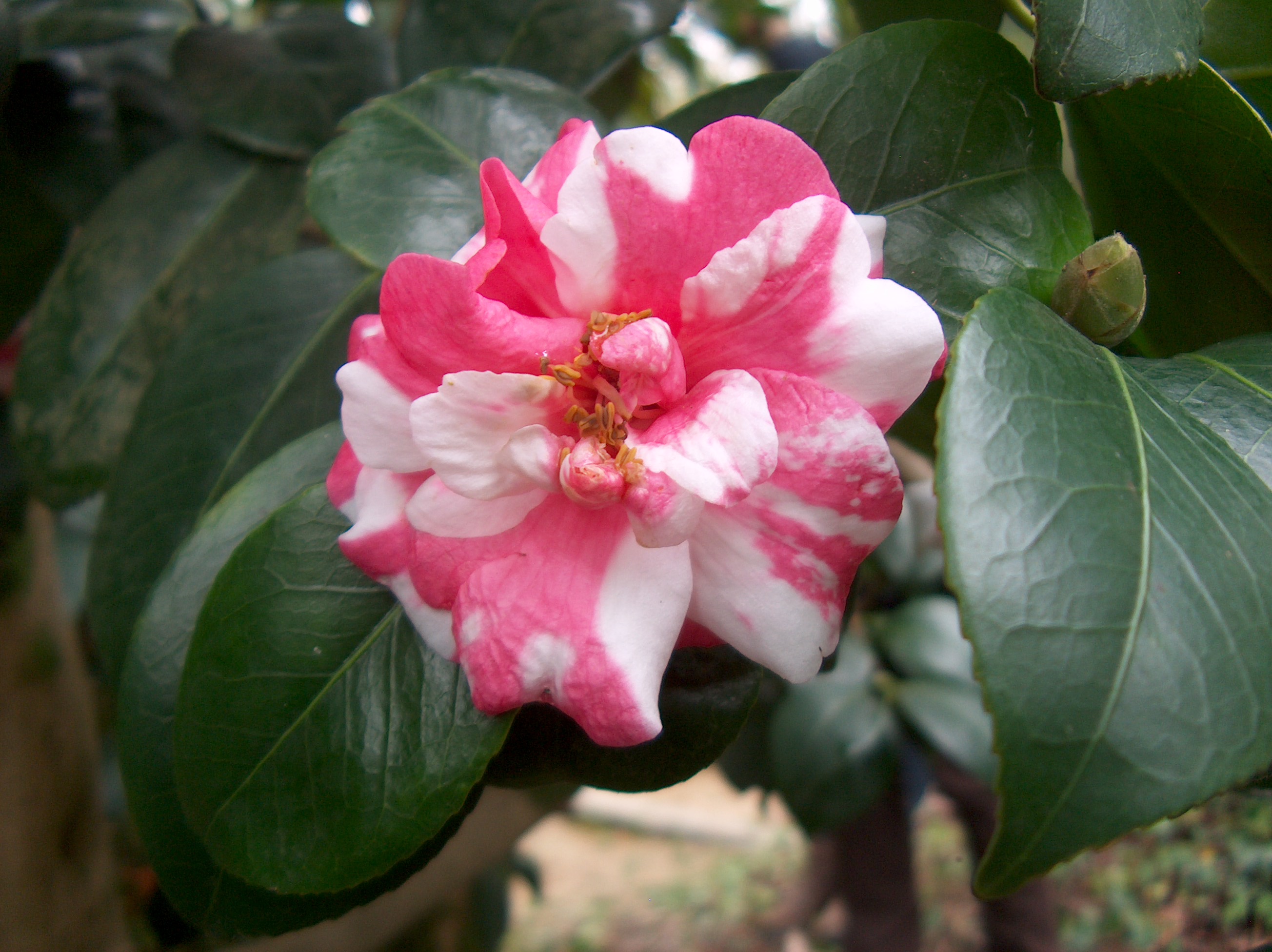 Variagata Plena