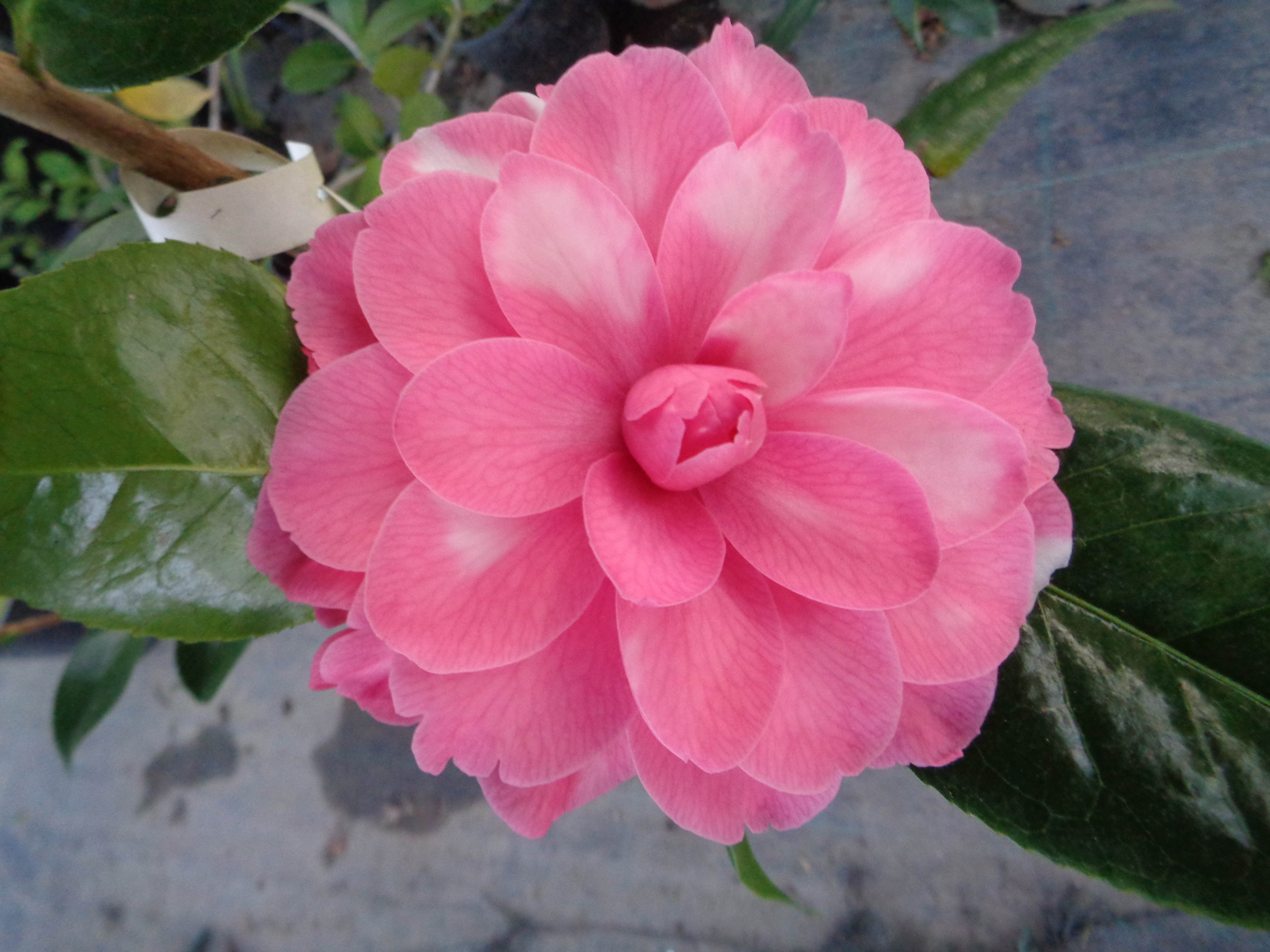 Veiled Beauty