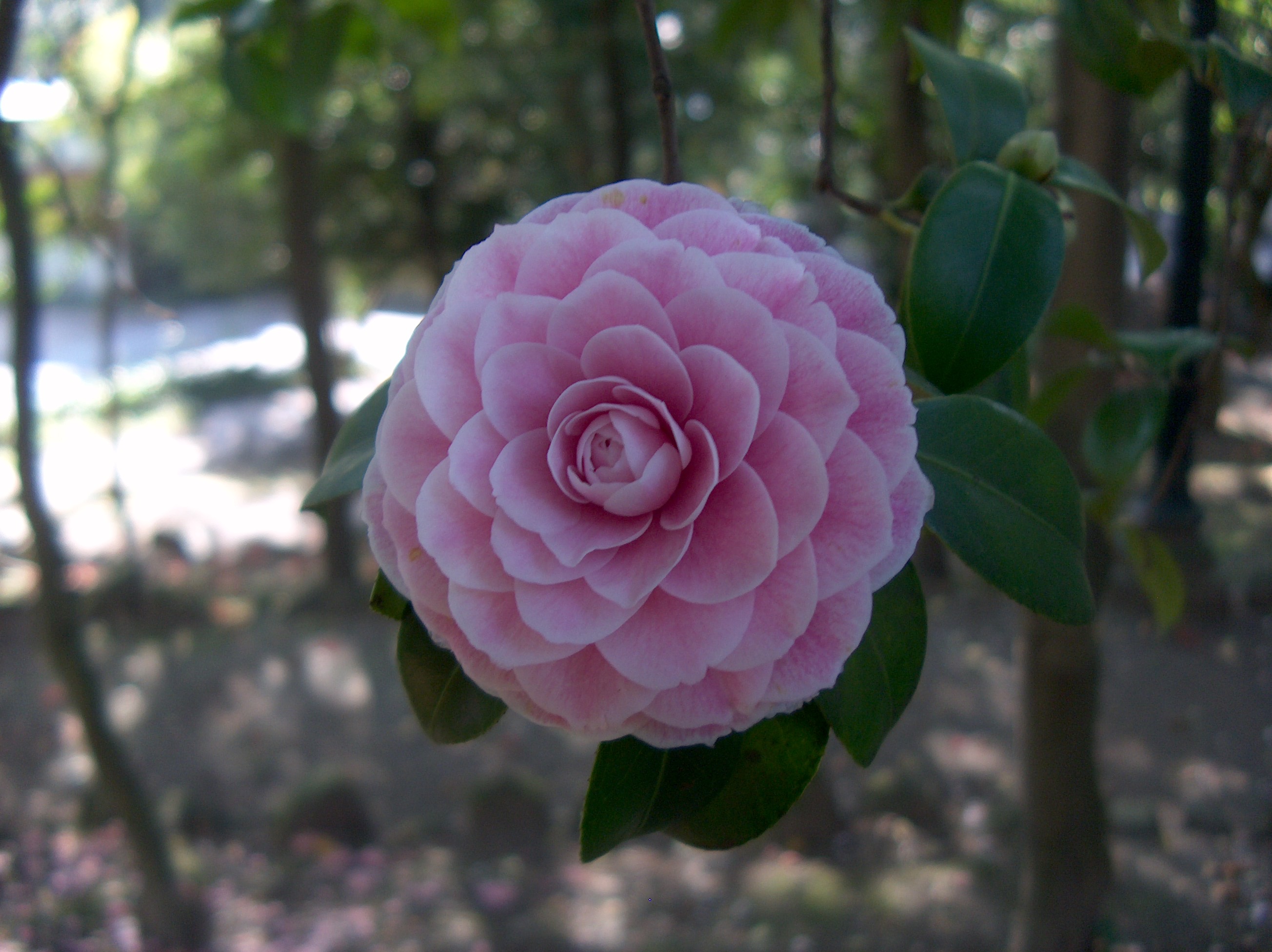 Virginia Franco Rosea