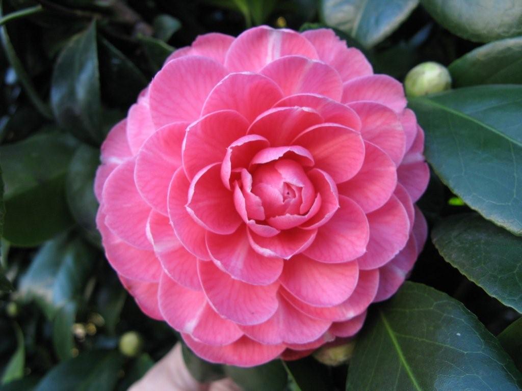 Princess Anne