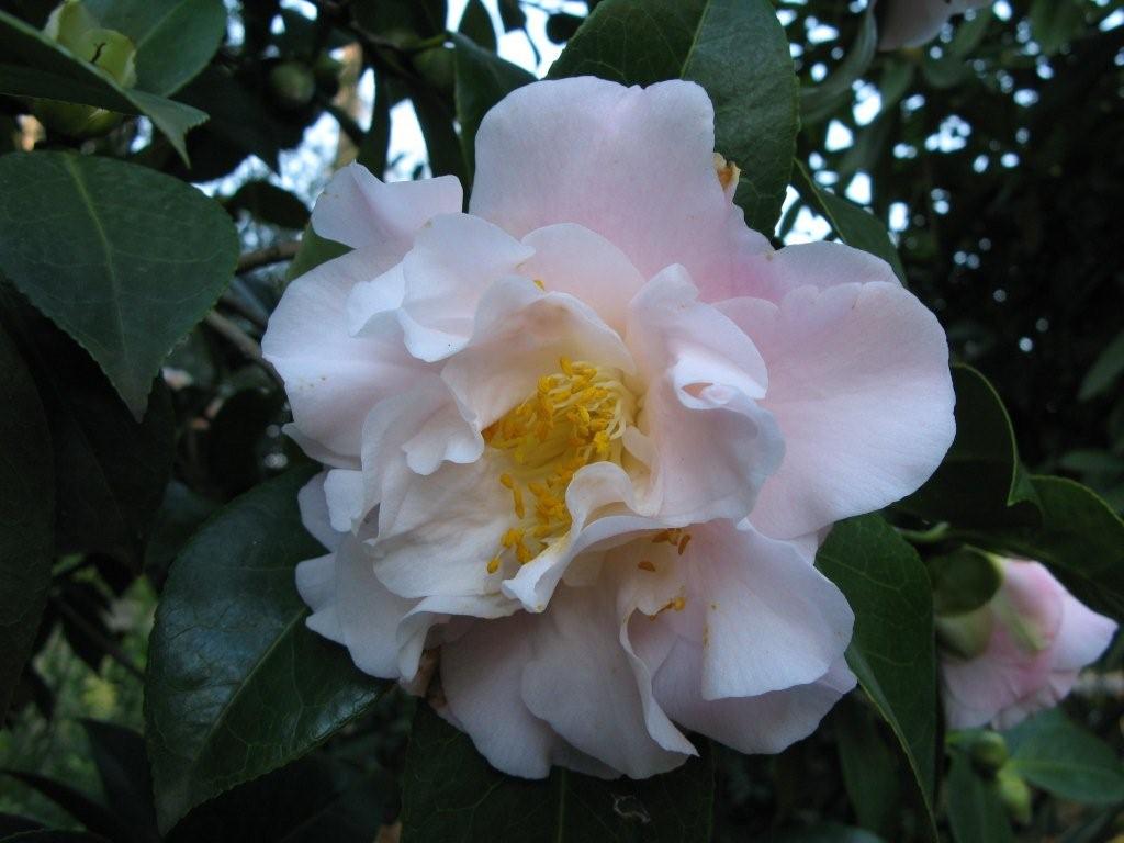 Sylvia May Wells