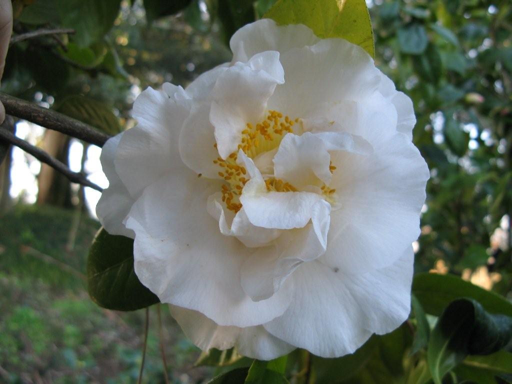 Golden Fleece