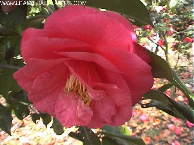Ranbyoushi
