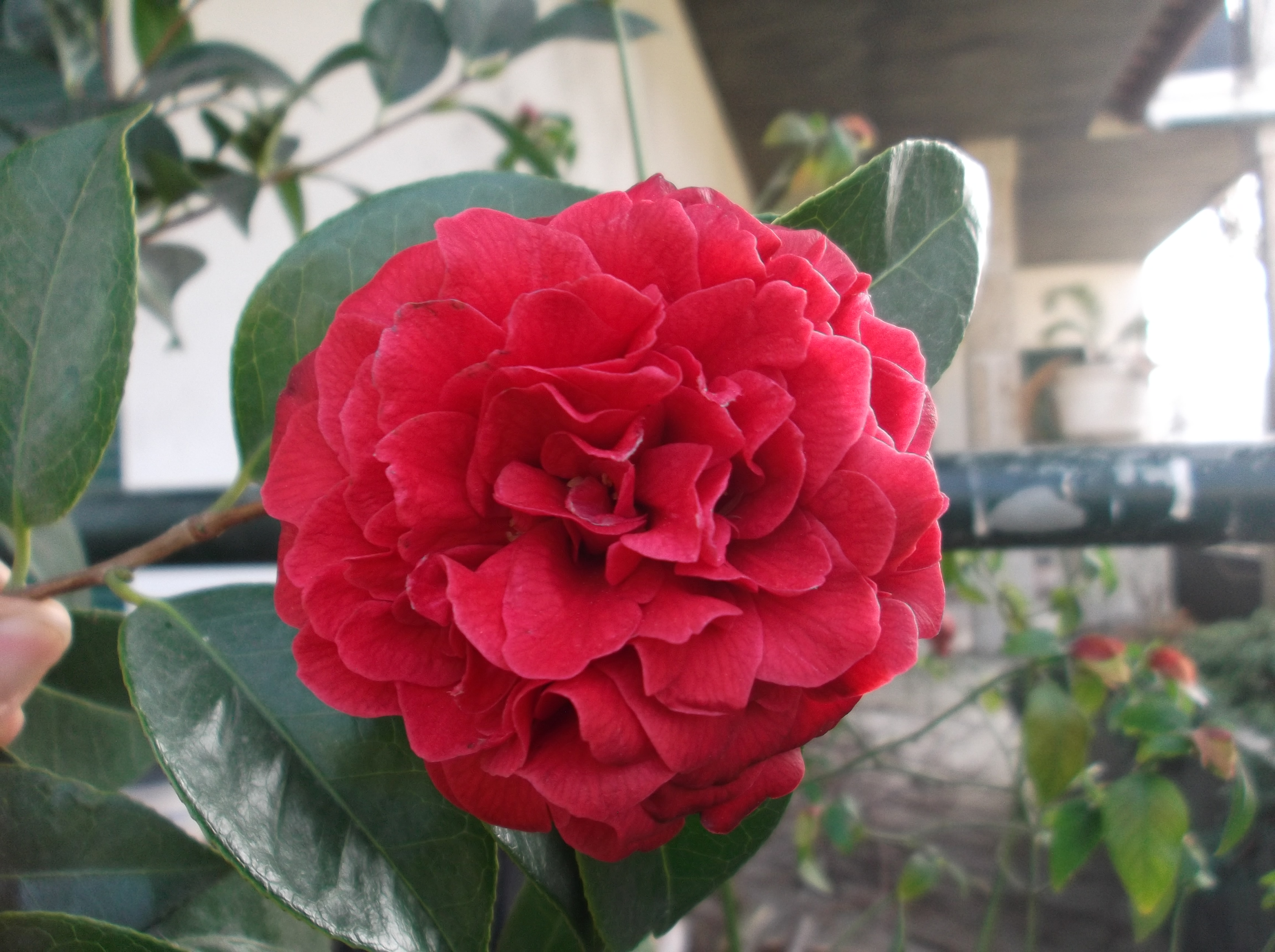 Black Lace Peony