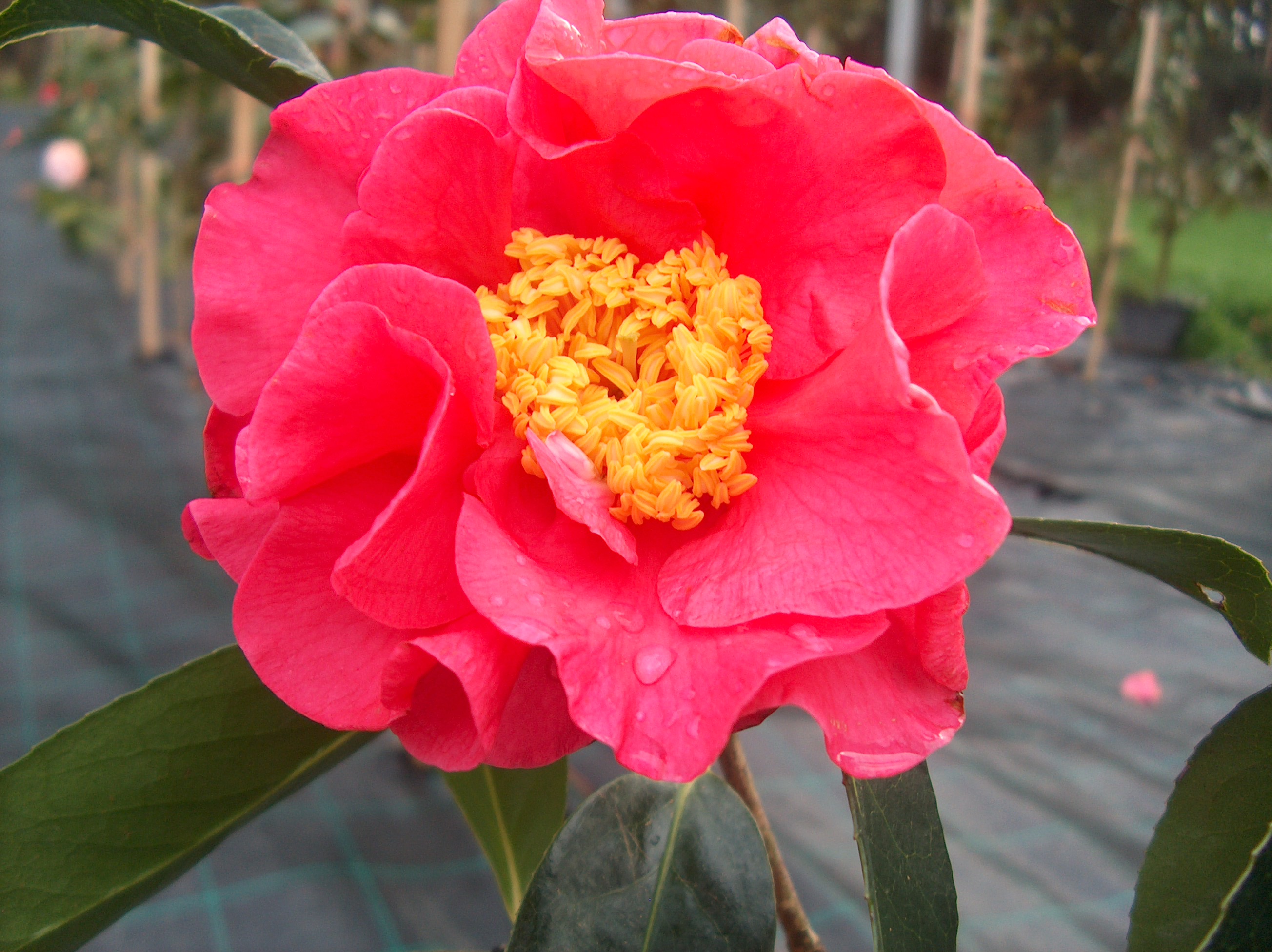 Eden Queen