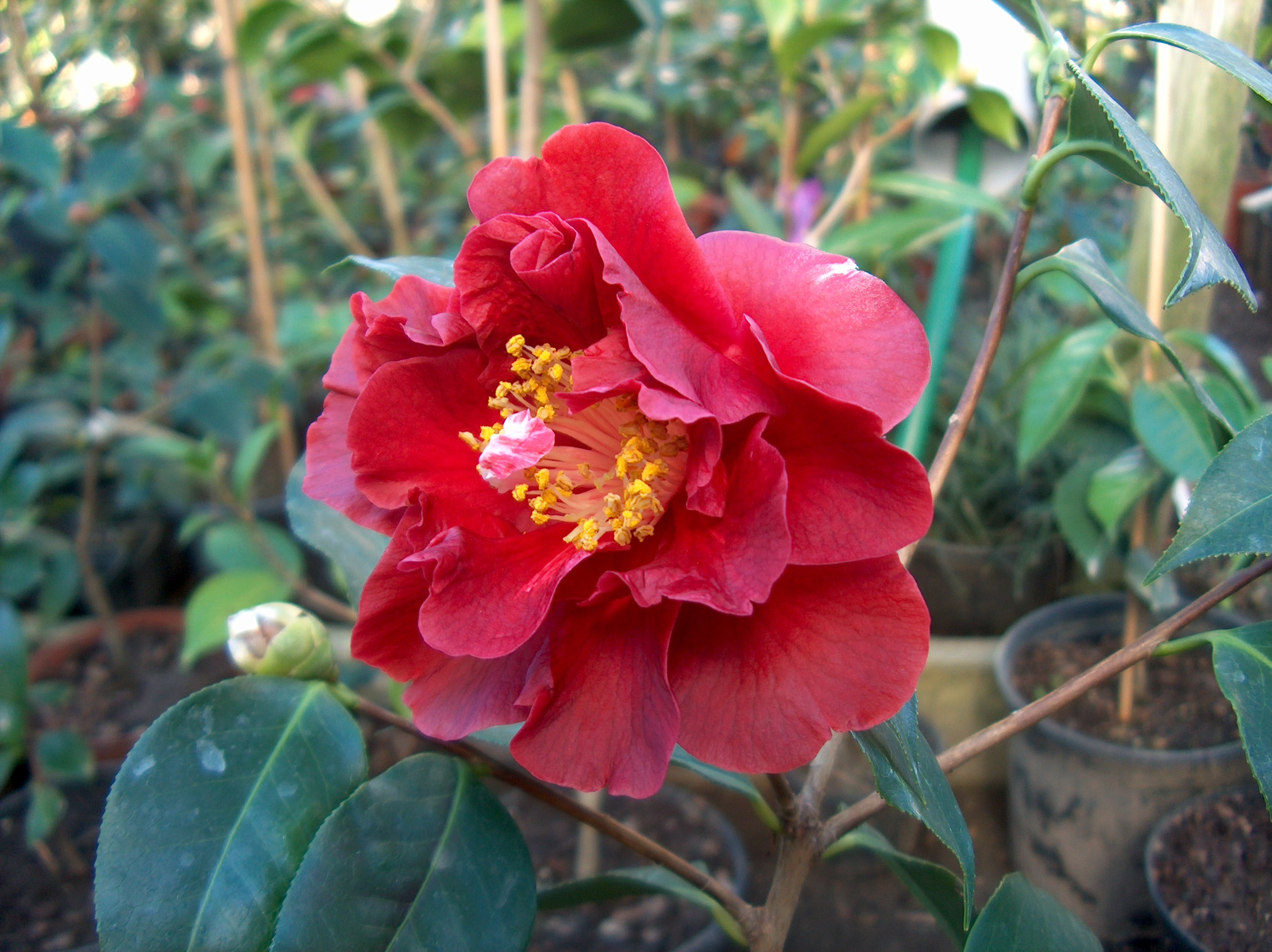 Nuccio's Ruby (ret)