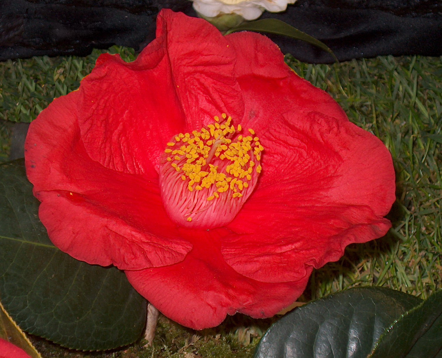 Red Crystal