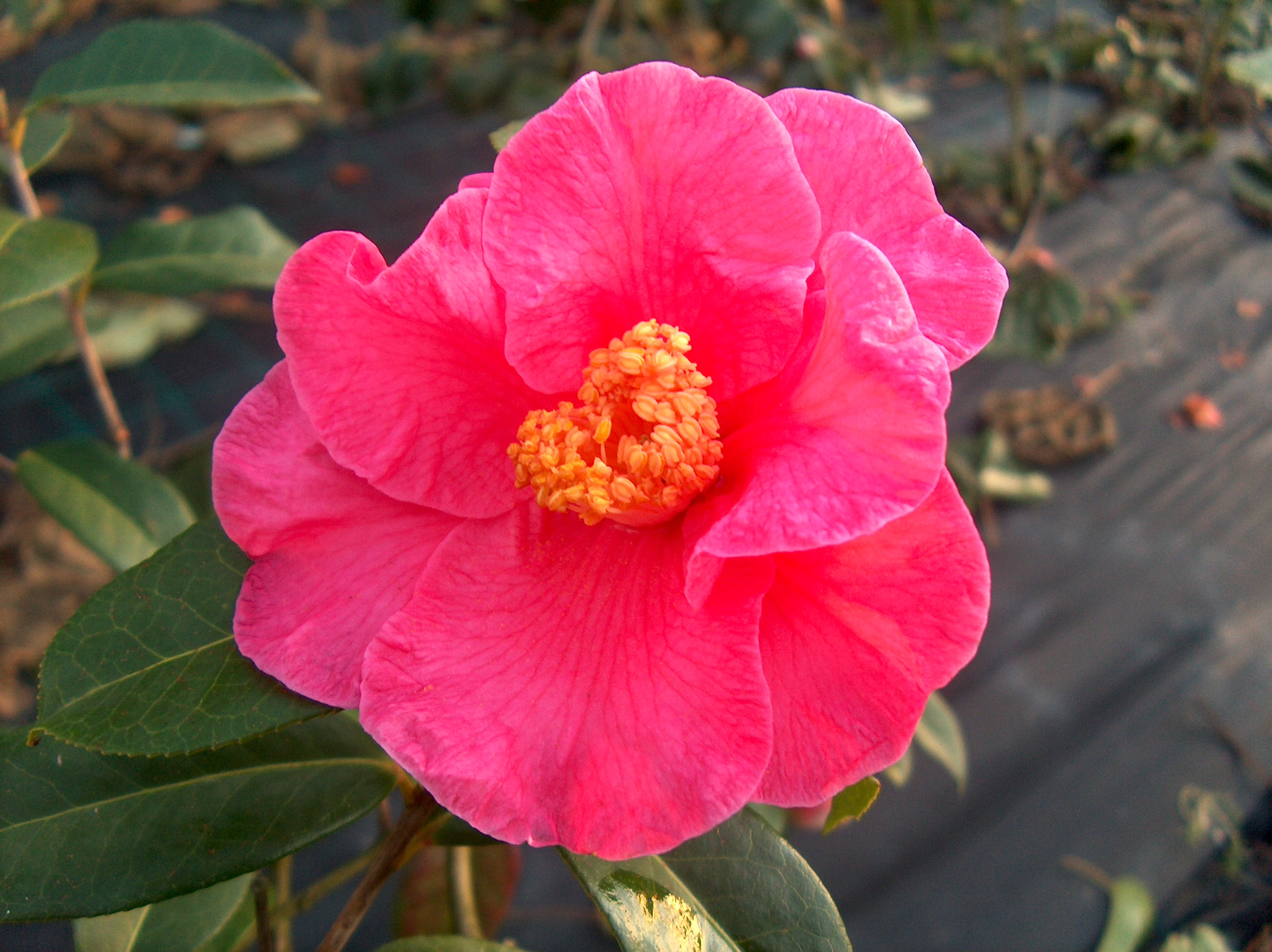 Reticulata (espécie botánica)